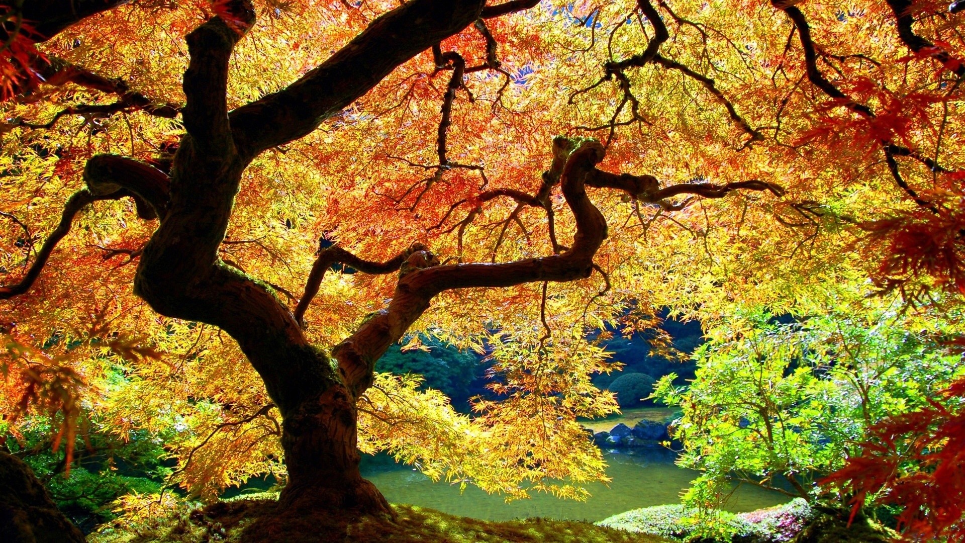 Acero giapponese, Autunno, Foglie rosse, Rami, 1920x1080, wallpaper desktop
