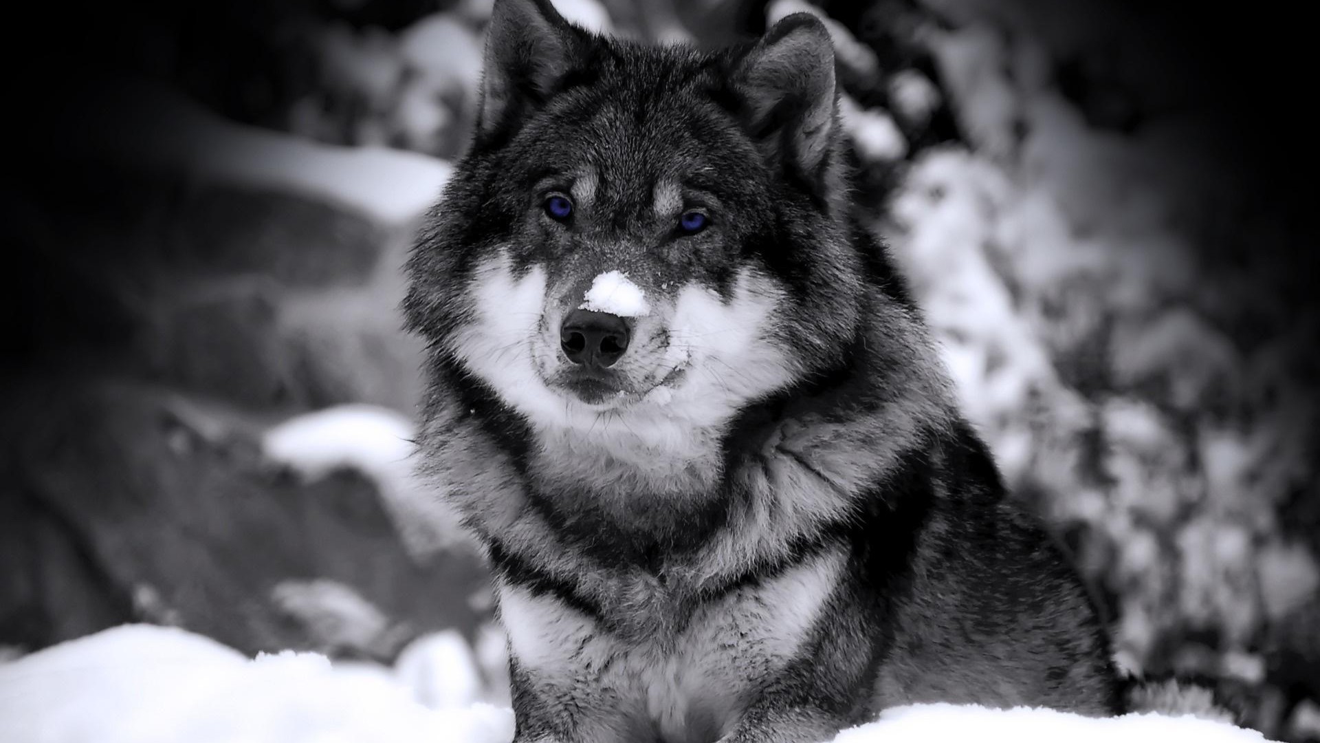 Lupo grigio, Neve, Bianco e nero, Inverno, Ritratto, Full HD, sfondo Windows 11