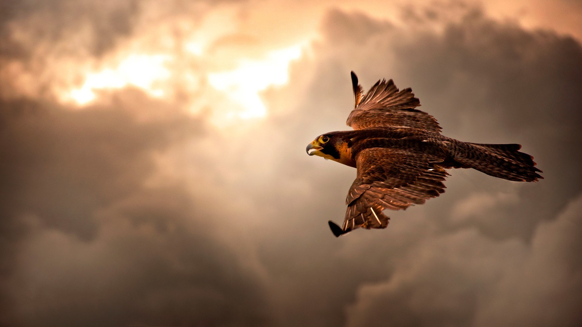 Falco, Rapace, Nuvole, 1920x1080, immagine di sfondo