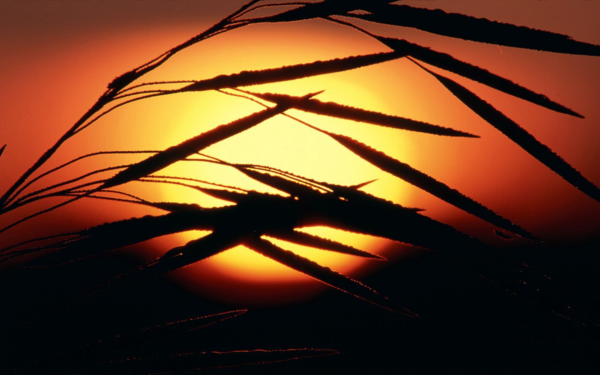 Silhouette, Spighe, Sole, Arancione, 16:10 Full HD, wallpaper widescreen