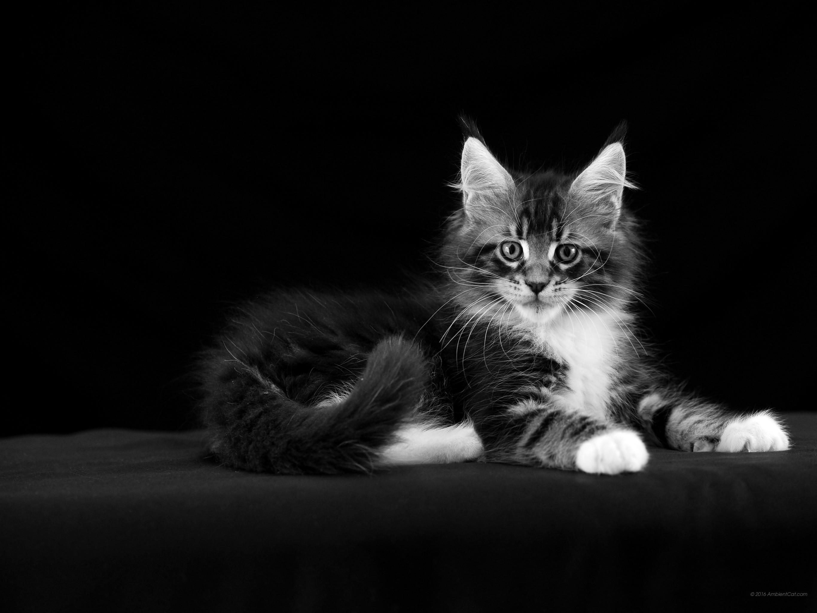 Maine Coon, Gattino, Sfondo nero, 2K, schermata di blocco iPad