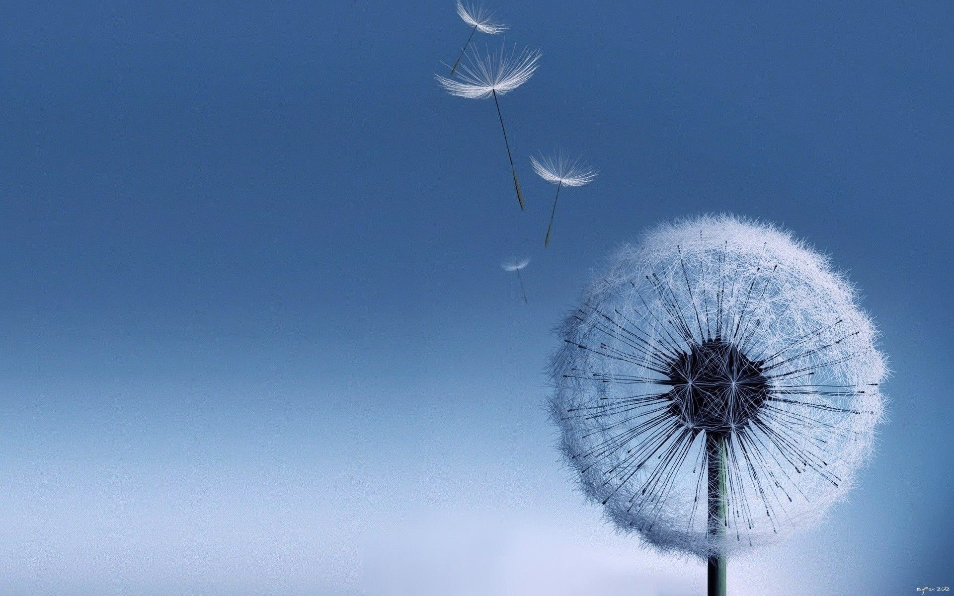 Galaxy S3, Soffione, Tarassaco, Sfondo blu, wallpaper Samsung S3