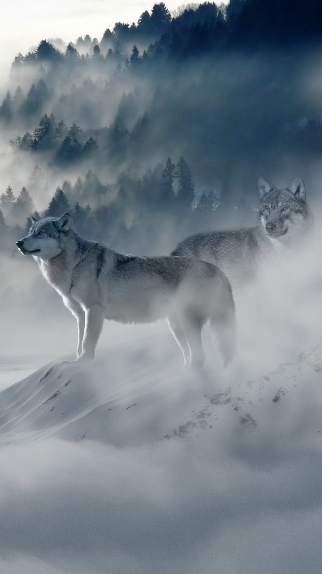 Lupi, Neve, Nebbia, Inverno, wallpaper iPhone