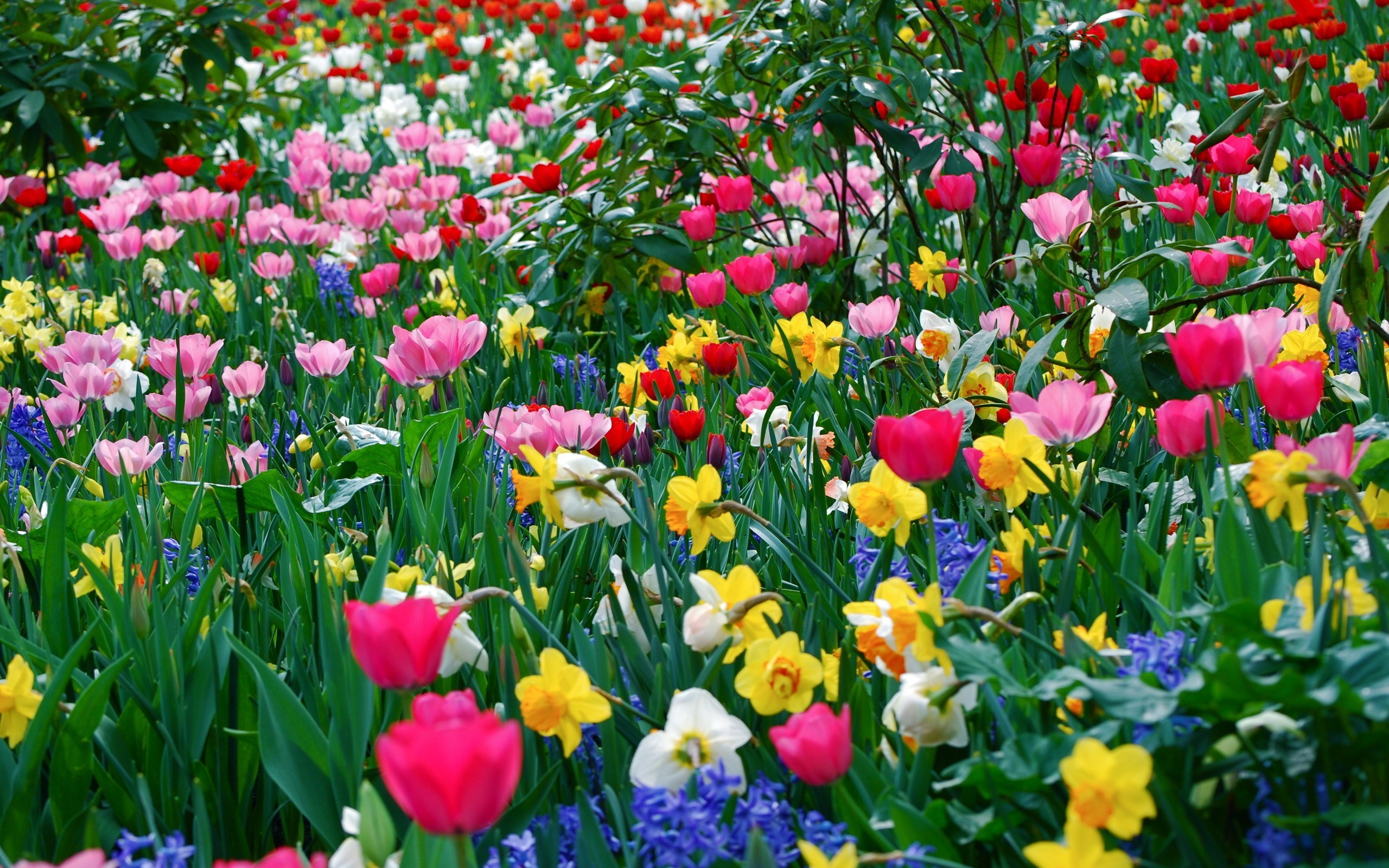 Tulipani, Narcisi, Giardino fiorito, 2K, wallpaper per desktop