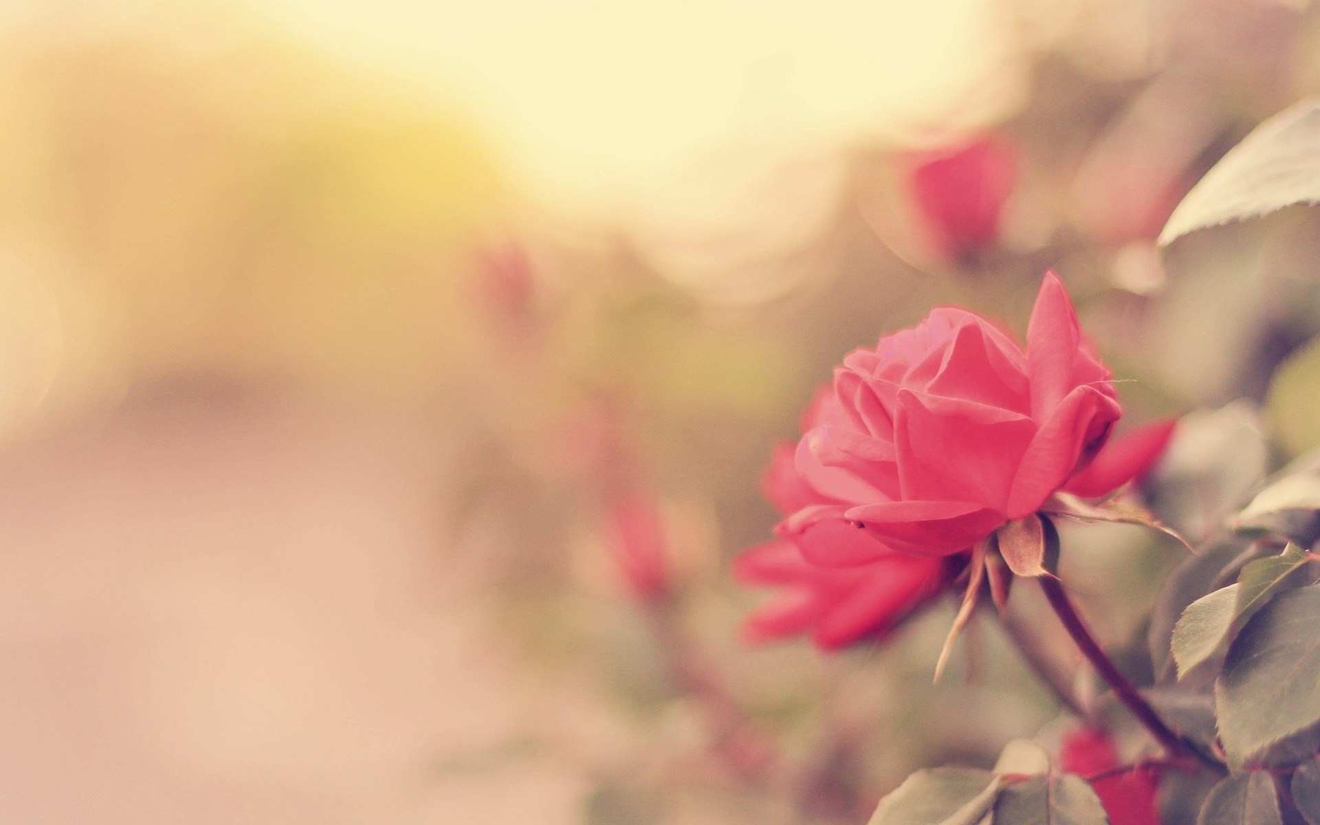 Rosa rosa, Bokeh, Toni vintage, 1920x1200, immagine di sfondo