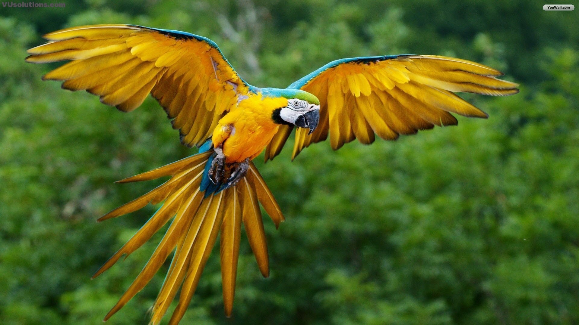 Ara gialloblu, Pappagallo, Volo, Foresta, immagine di sfondo PC