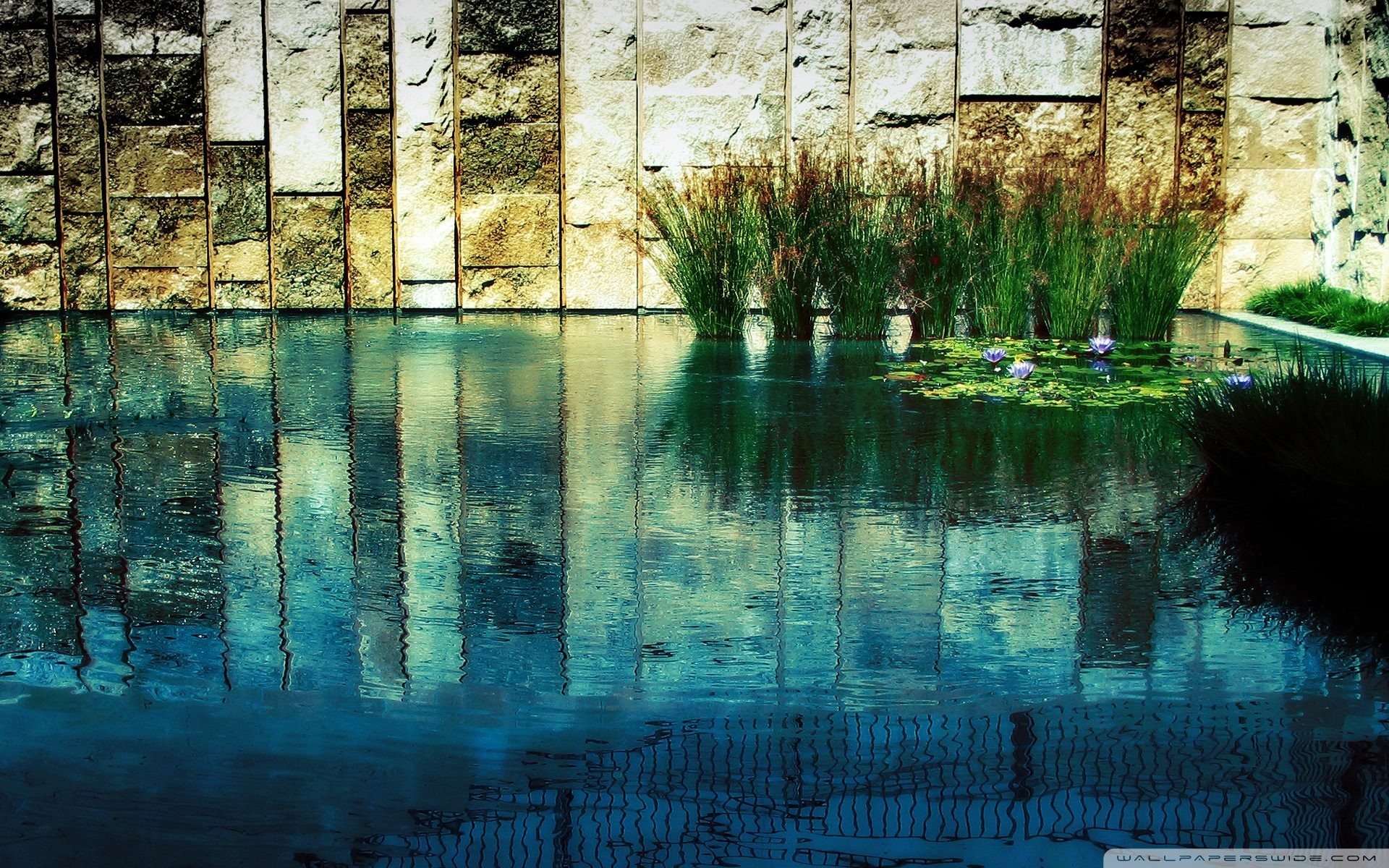 Stagno, Piante acquatiche, Riflesso, Full HD, sfondo per PC e portatile
