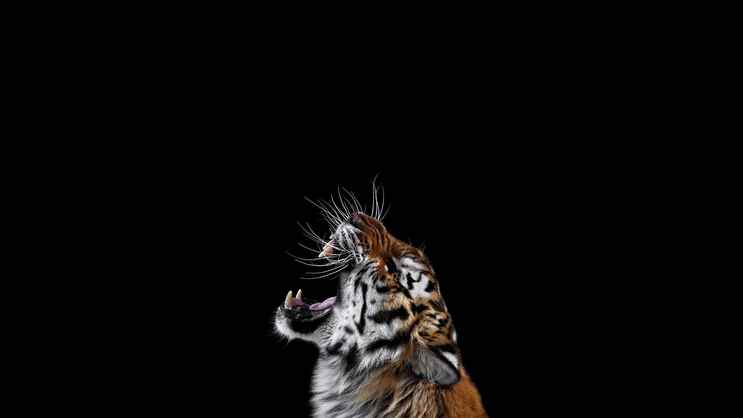 Tigre, Ruggito, Sfondo nero, Minimalismo, 2K, wallpaper desktop