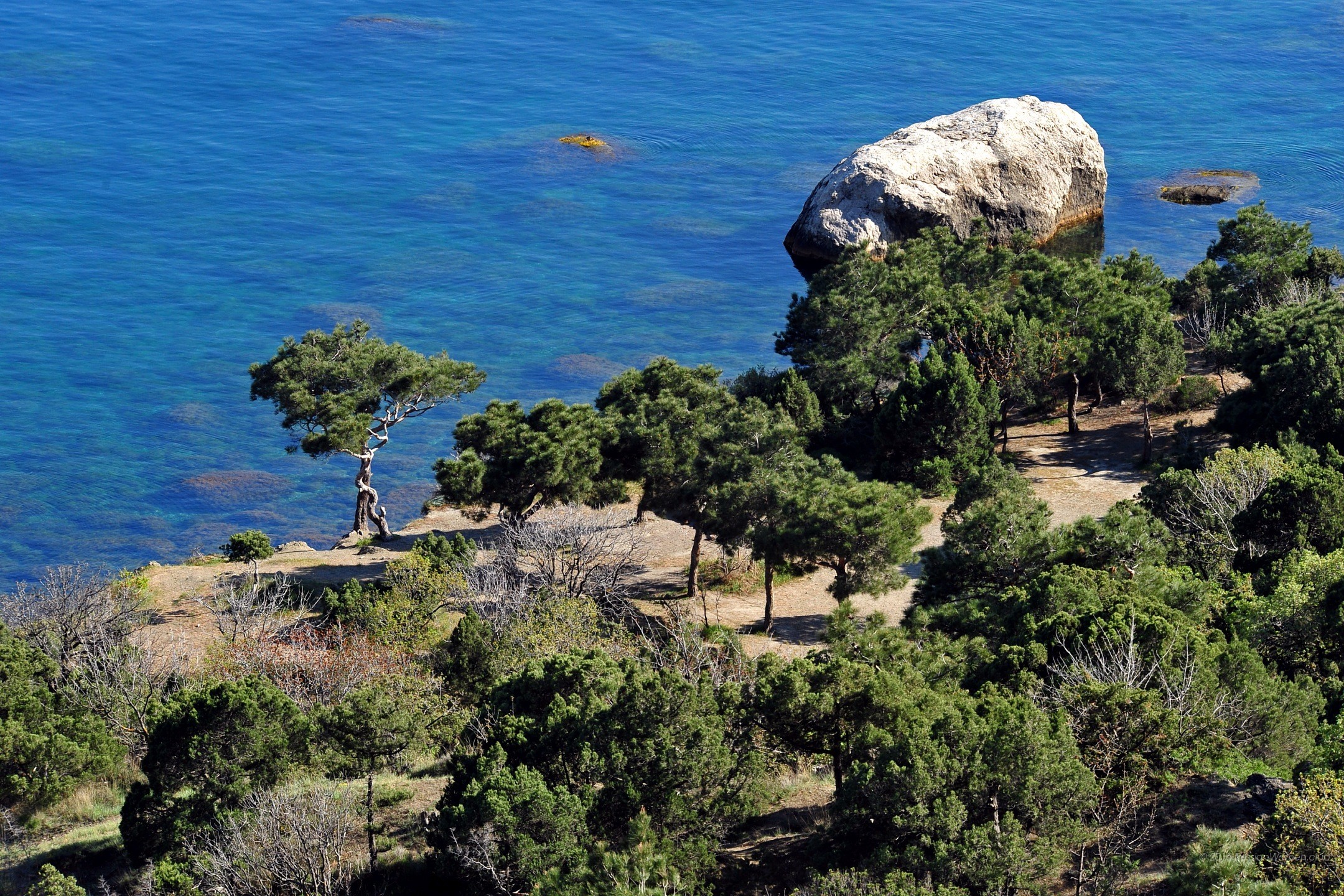Costa, Pini, Mare, Masso, Vista aerea, sfondo tablet
