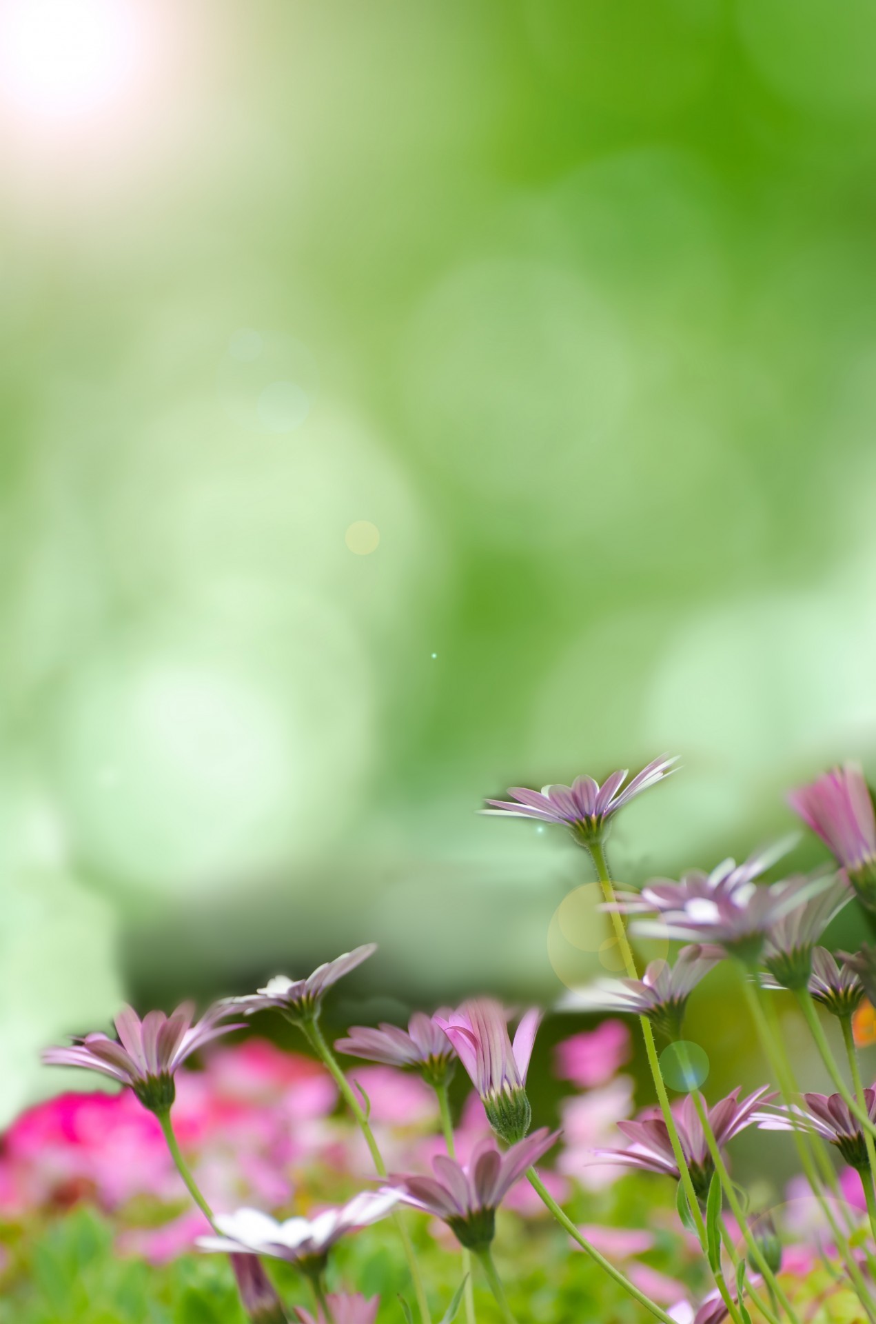 Fiori rosa, Bokeh, Verde, Prato, Full HD, sfondo verticale per cellulare