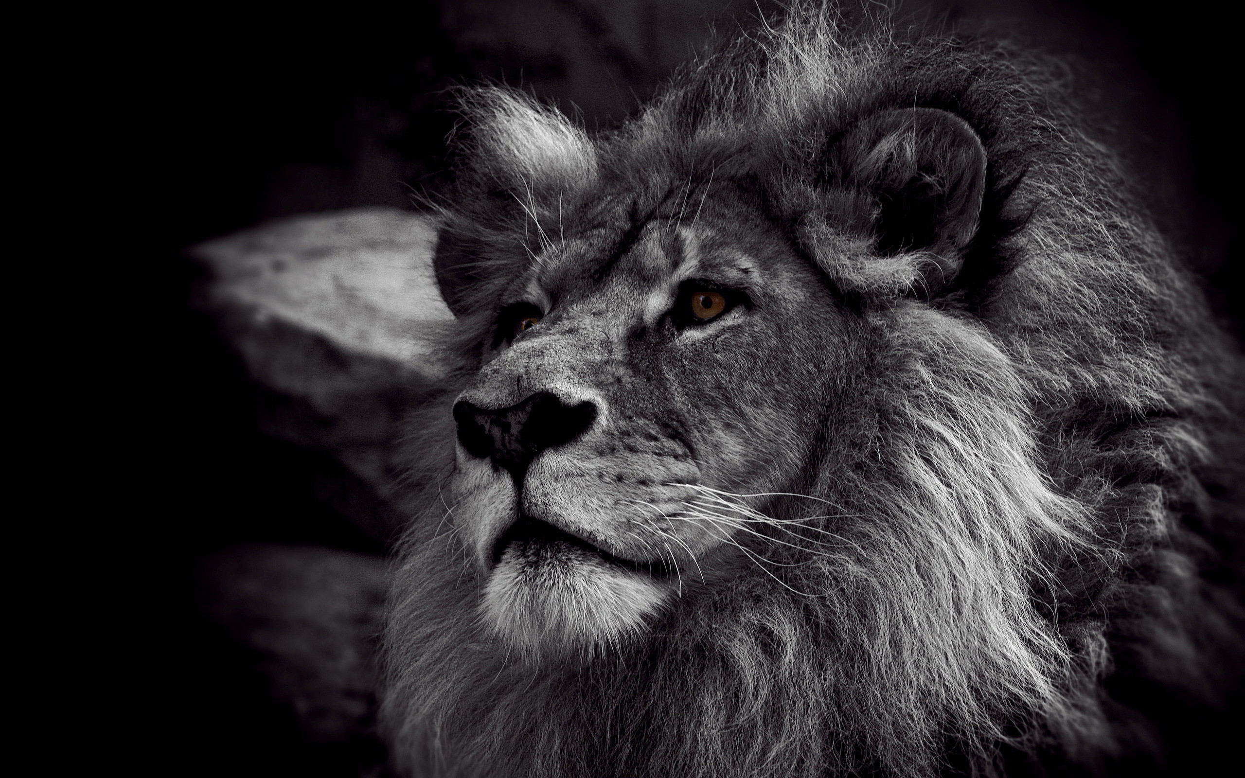 Leone, Criniera, Ritratto animale, Monocromatico, 2K, sfondo per portatile