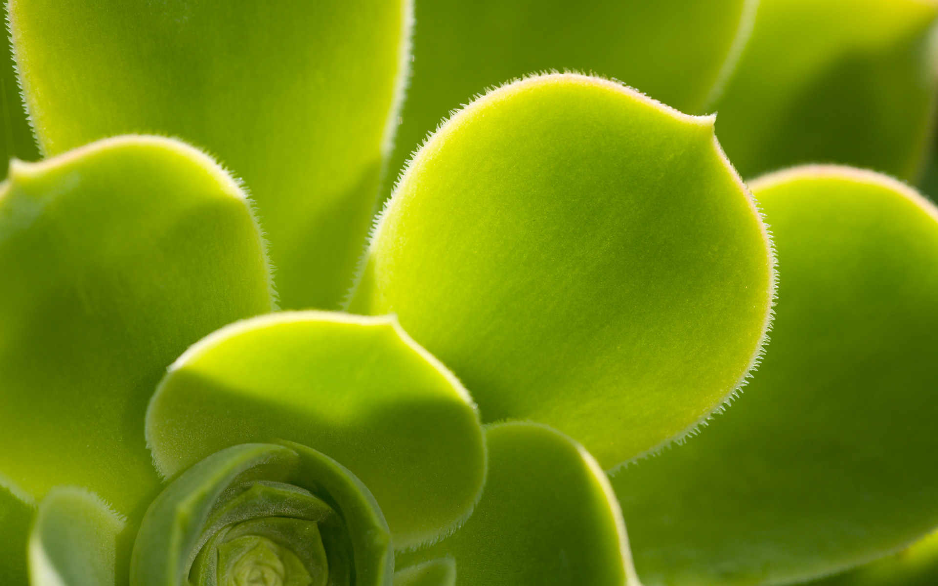 Pianta grassa, Succulenta, Macro, Verde, immagine di sfondo Windows 7