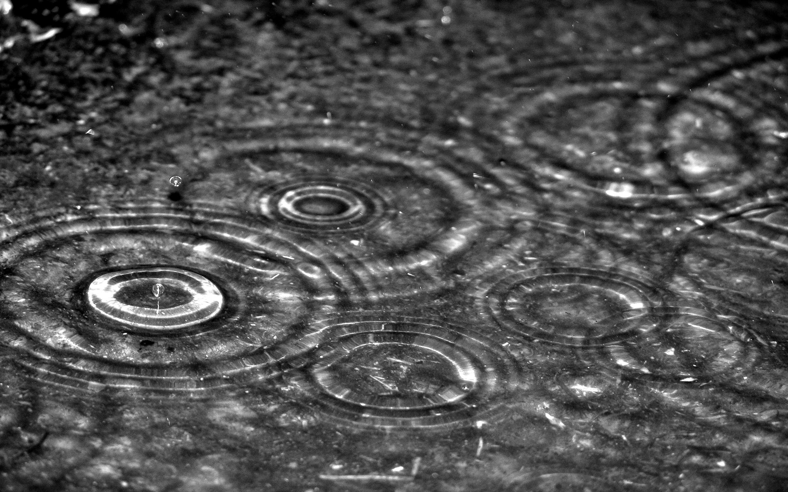Pioggia, Cerchi nell'acqua, Bianco e nero, 2K 1600p, sfondo desktop
