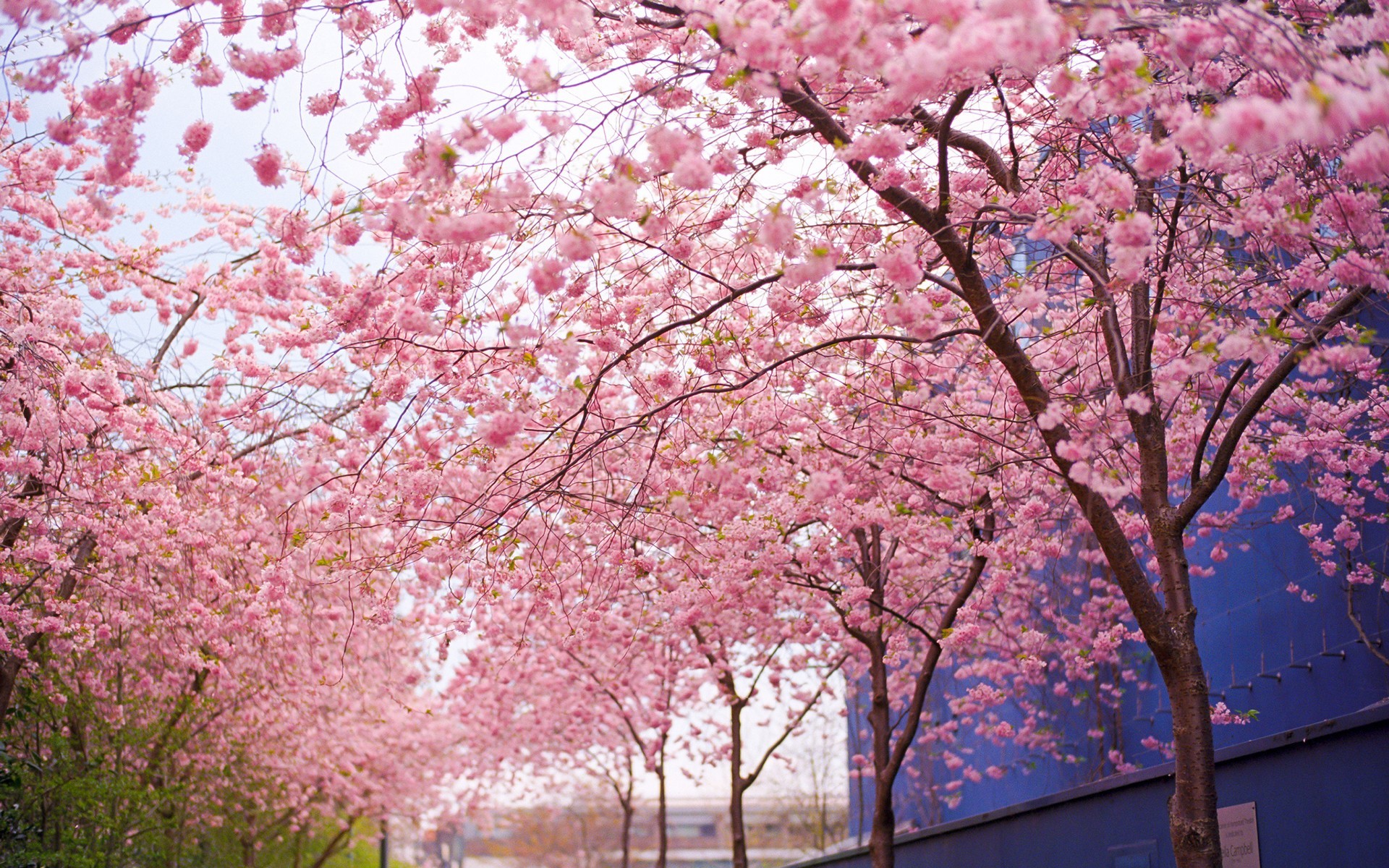 Ciliegi in fiore, Viale, Primavera, Rosa, Full HD, sfondo per PC e portatile