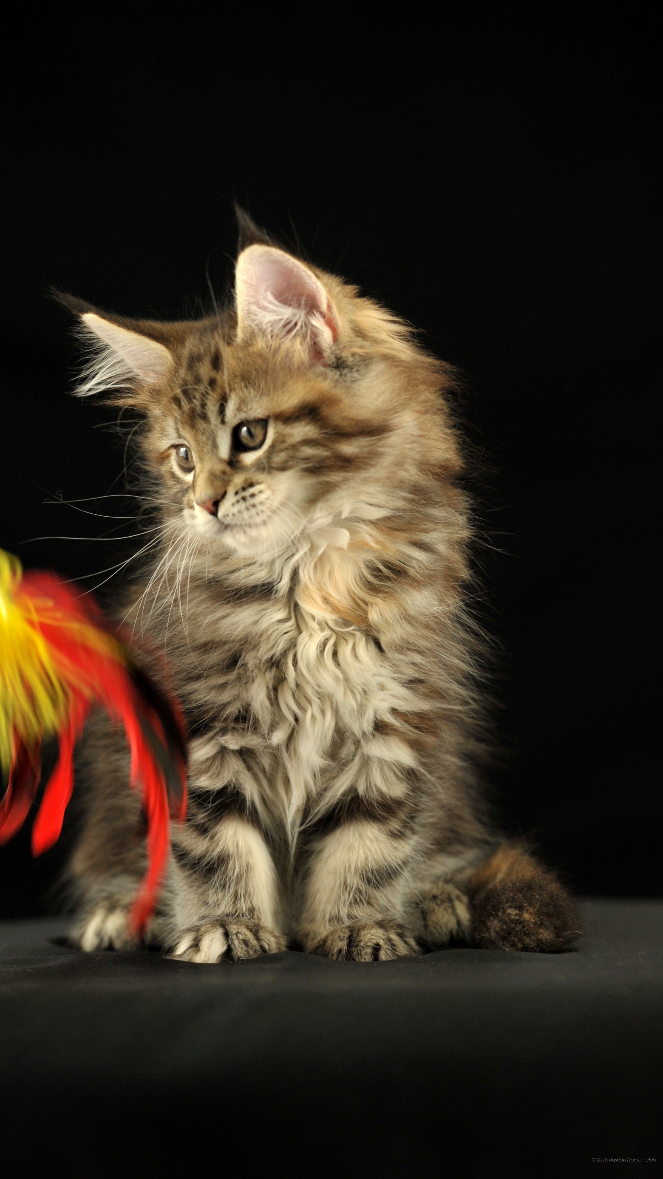 Gattino, Gatto, Sfondo nero, schermata di blocco del cellulare