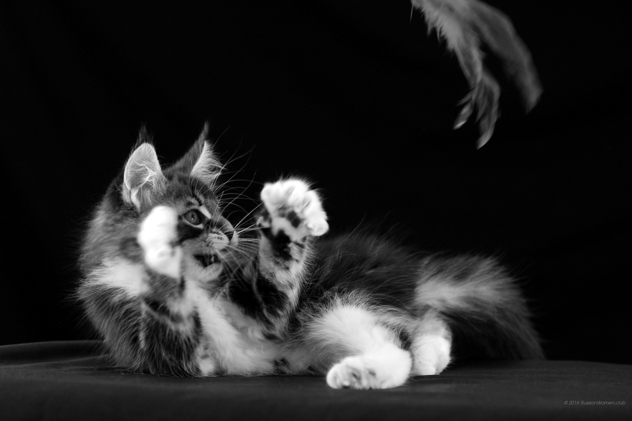 Gattino, Bianco e nero, Gioco, Full HD, sfondo per portatile