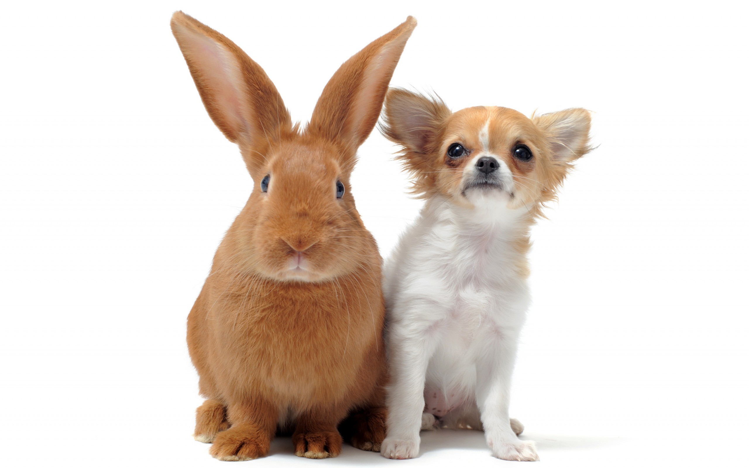 Coniglio, Chihuahua, Amicizia tra animali, Sfondo bianco, 2K, wallpaper per computer