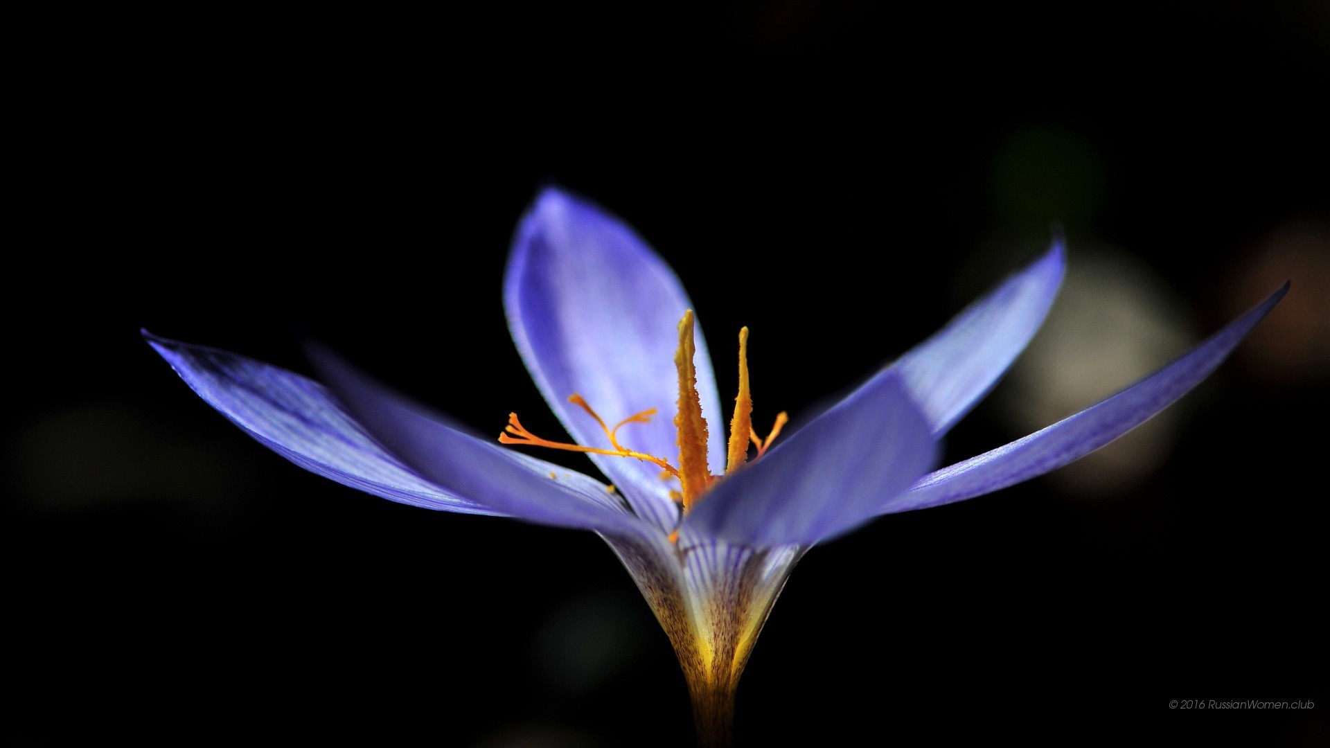 Croco, Fiore viola, Sfondo nero, Macro, 1920x1080, wallpaper desktop