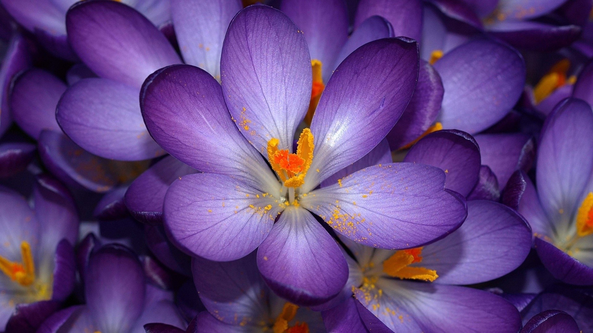 Crocus, Fiori viola, Macro, sfondo Full HD per desktop
