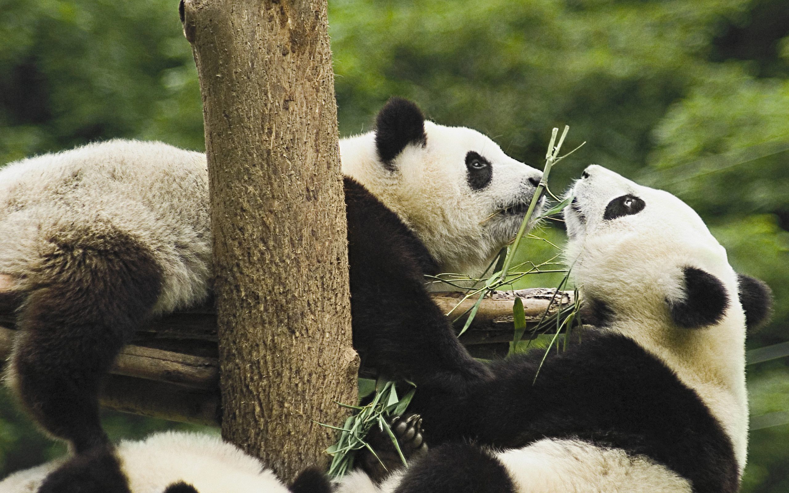 Cuccioli di panda, Albero, Gioco, 2560x1600, sfondo per PC