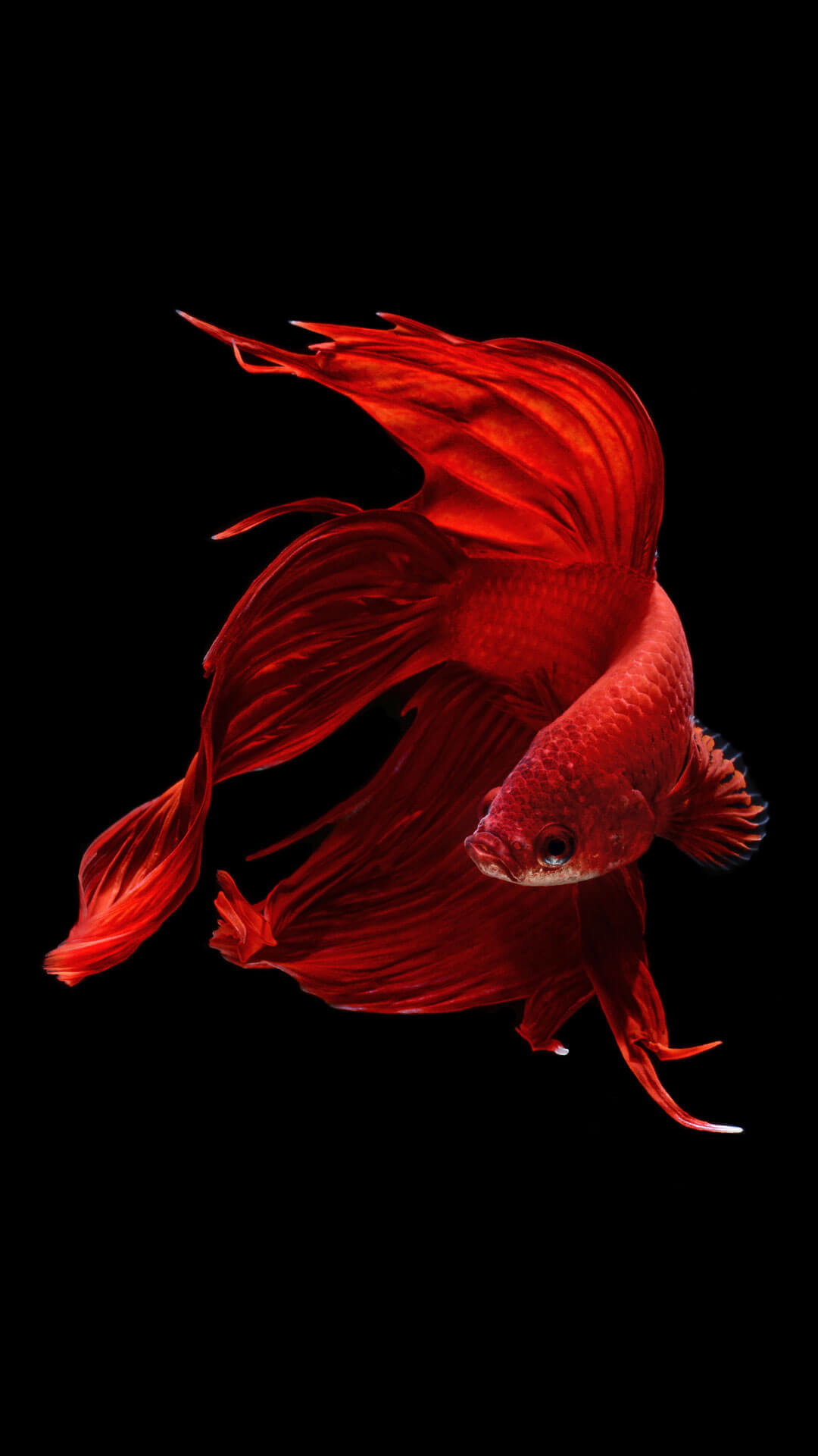 Pesce combattente, Betta splendens, Rosso, Sfondo nero, iOS 9, Full HD, schermata di blocco iPhone 6S