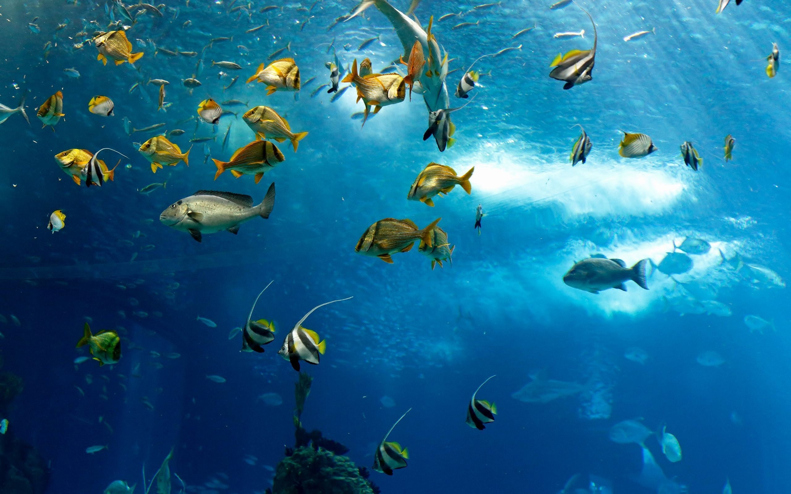 Banco di pesci, Pesci tropicali, Acquario, Sott'acqua, Blu, 2560x1600, immagine di sfondo