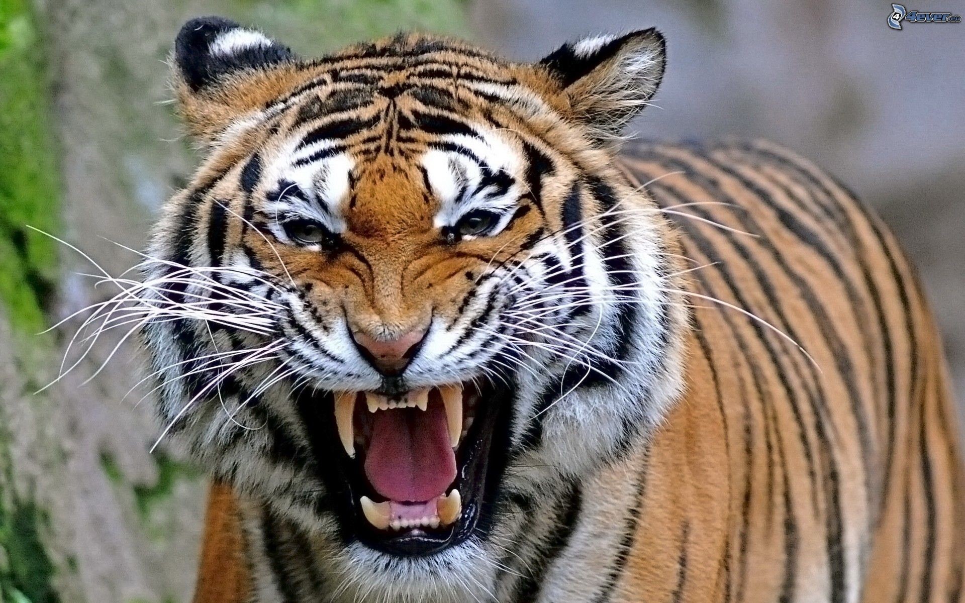 Tigre, Ruggito, Zanne, Ritratto, Full HD, wallpaper desktop