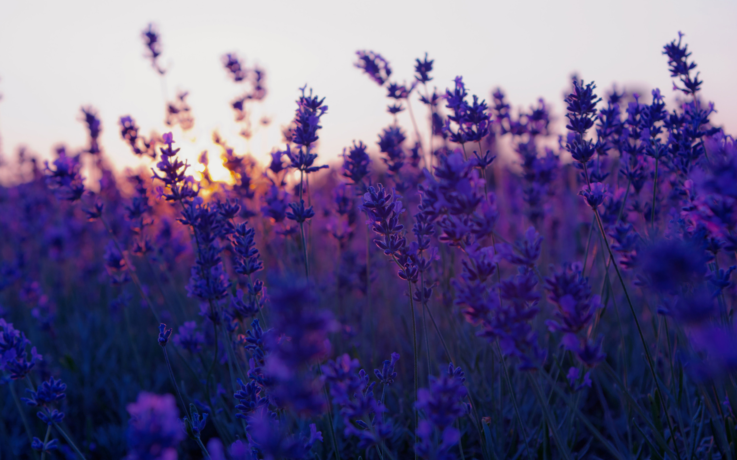 Lavanda, Campo, Tramonto, Viola, 2K, wallpaper per desktop
