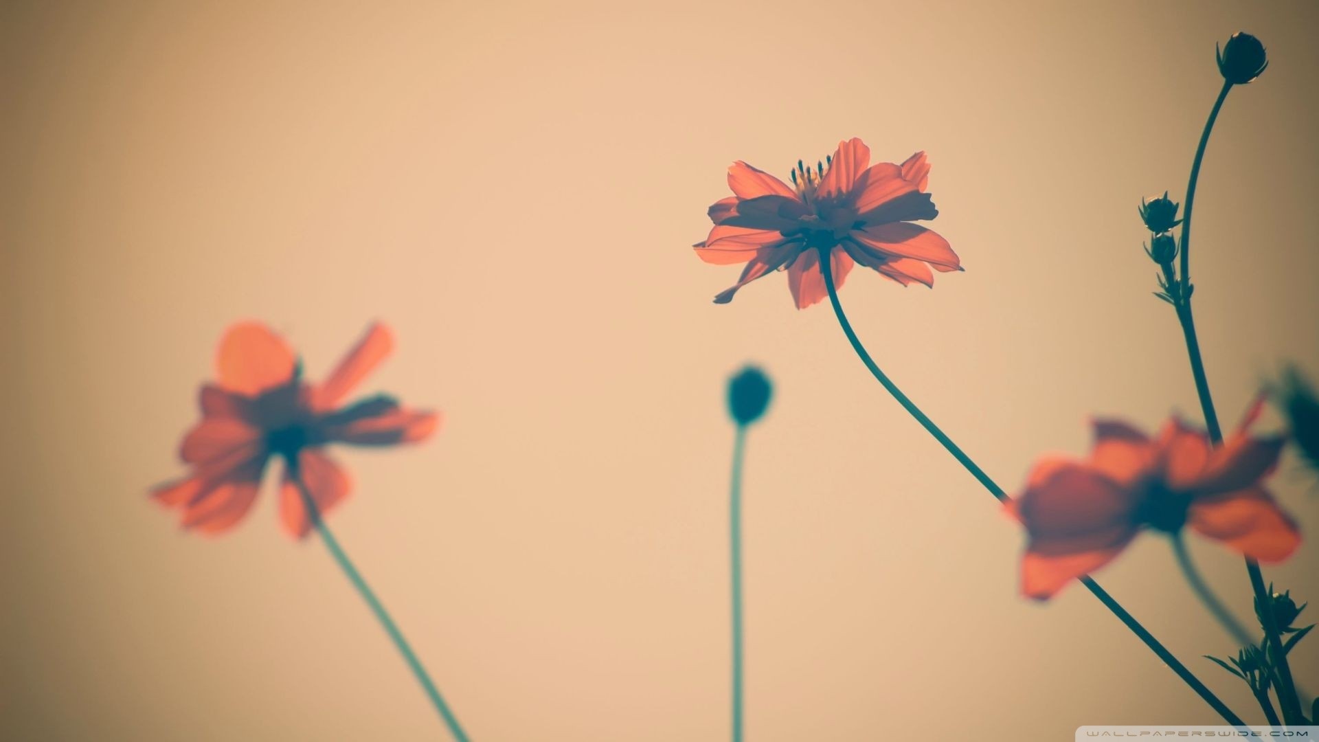 Cosmos, Fiori arancioni, Vintage, Full HD, sfondo per PC