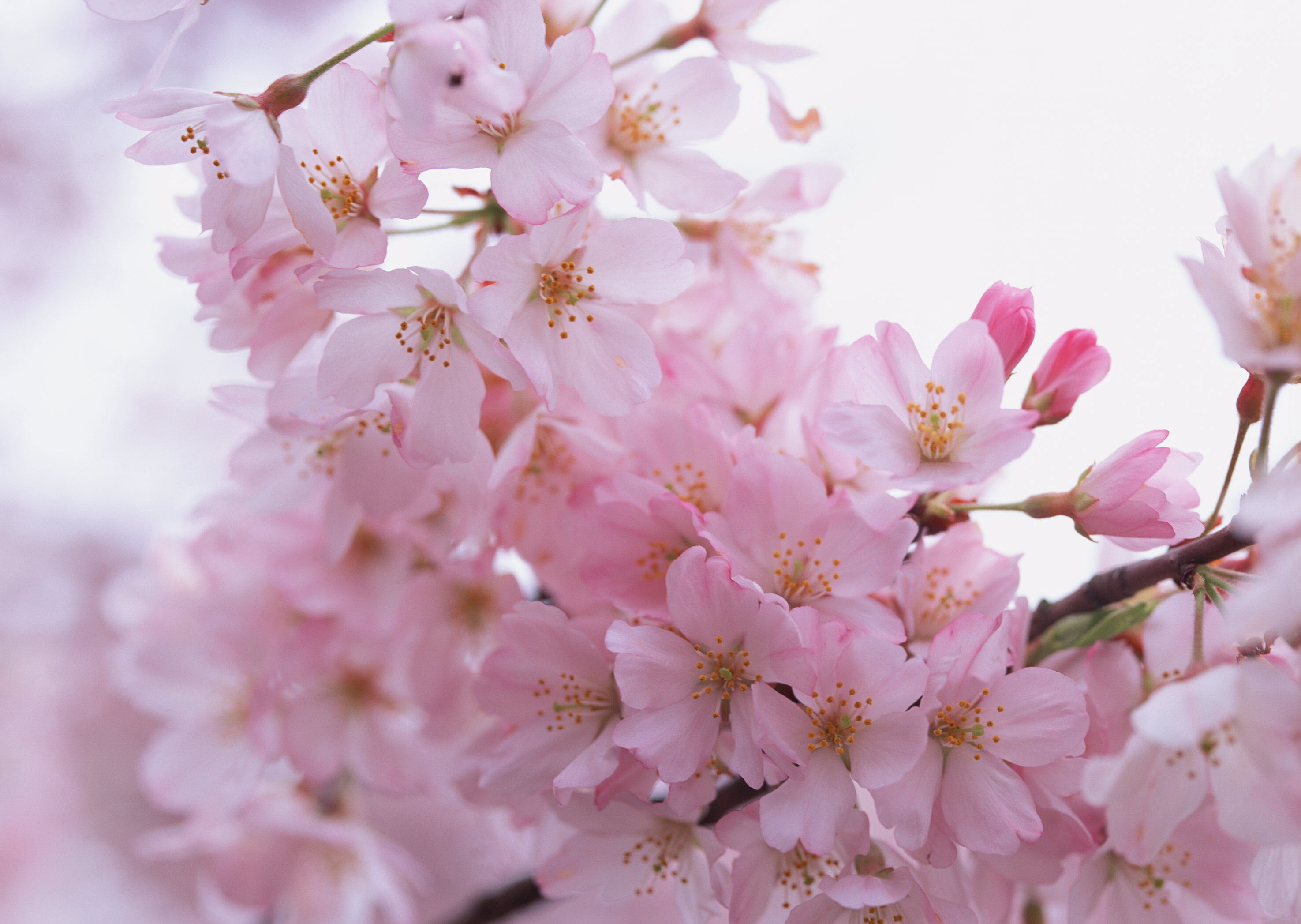 Fiori di ciliegio, Boccioli, Primo piano, Rosa, 2K, wallpaper per PC