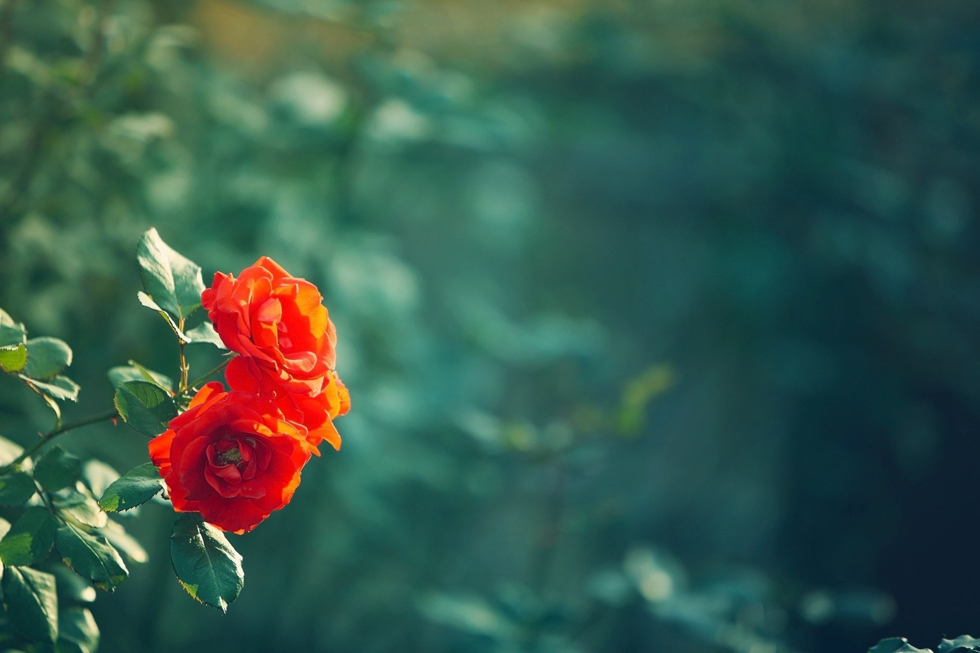 Rosa rossa, Fiore, Bokeh, Verde, Full HD, wallpaper per computer