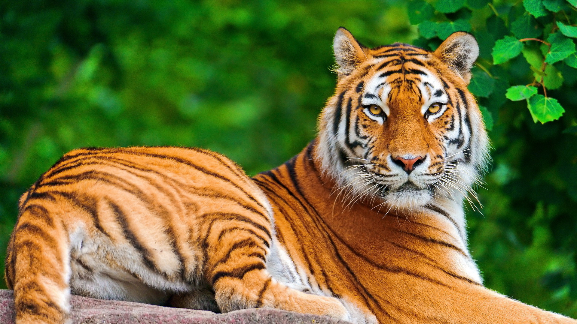 Tigre del Bengala, Felino, Vegetazione, Ritratto, Full HD, sfondo per PC