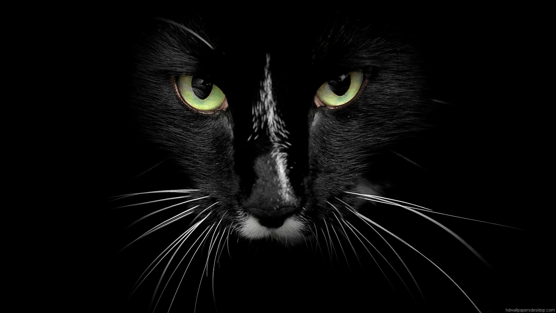 Gatto nero, Occhi verdi, Sfondo nero, Primo piano, 1920x1080, wallpaper desktop