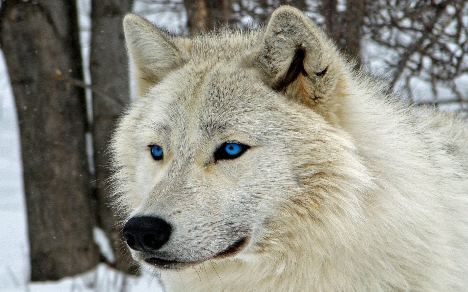 Lupo bianco, Occhi azzurri, Inverno, 1920x1200, sfondo per PC