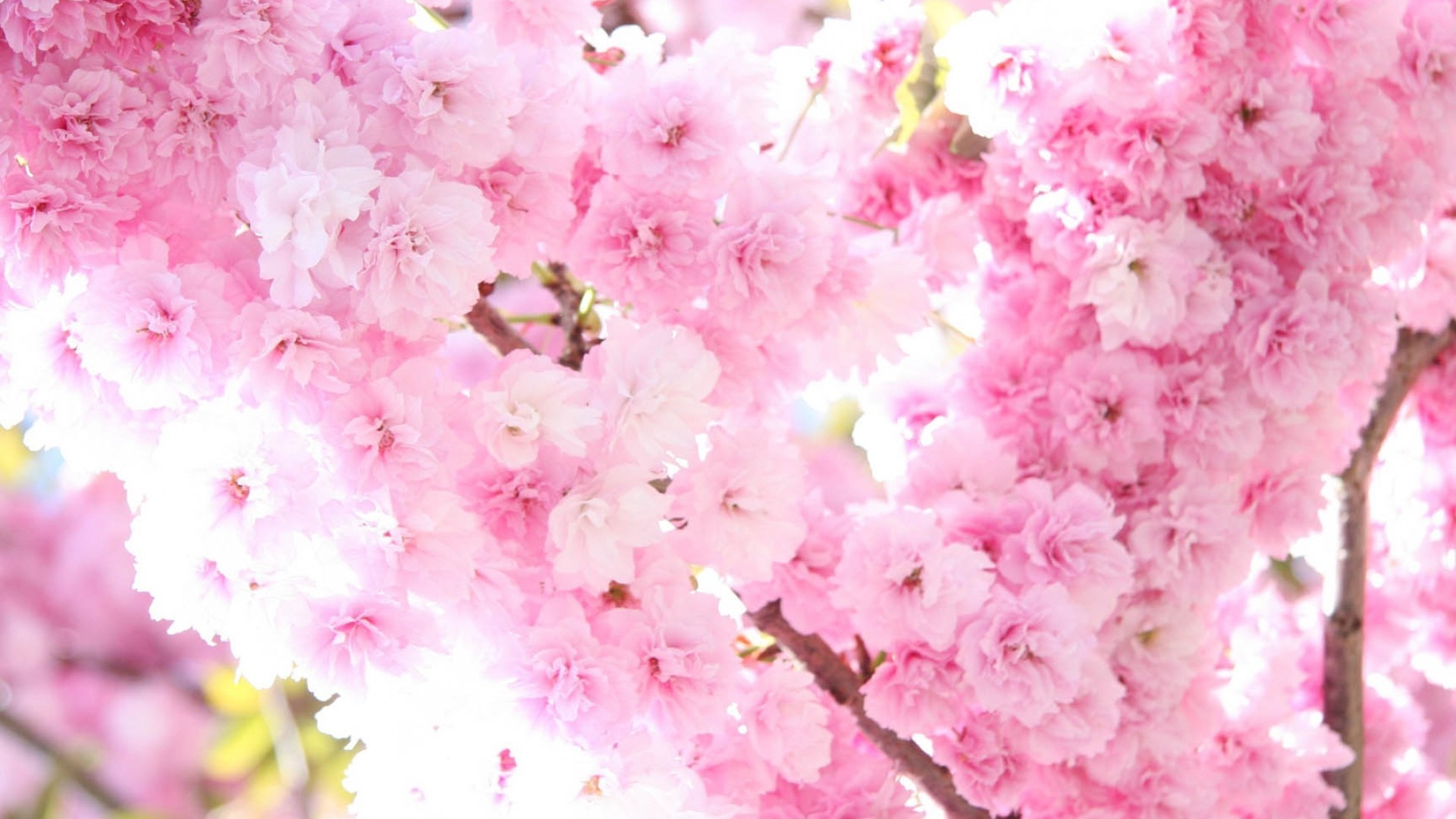 Fiori di ciliegio, Sakura, Fioritura rosa, Rami, Toni chiari, 16:9 Full HD, sfondo widescreen