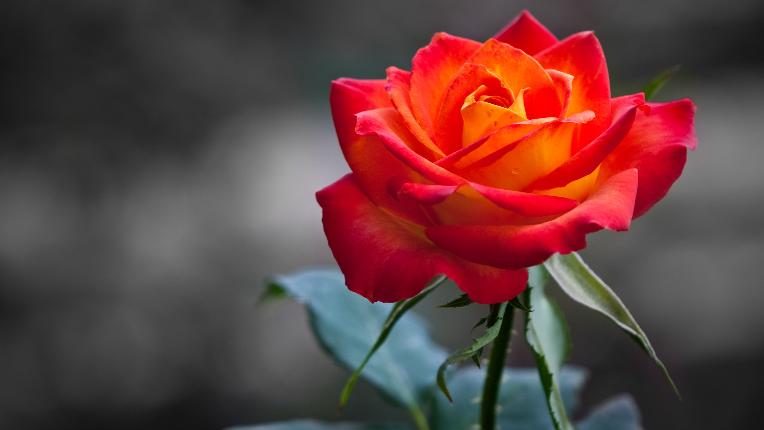 Rosa arancione, Rosa bicolore, Sfondo grigio, Fiore, 2K, wallpaper desktop