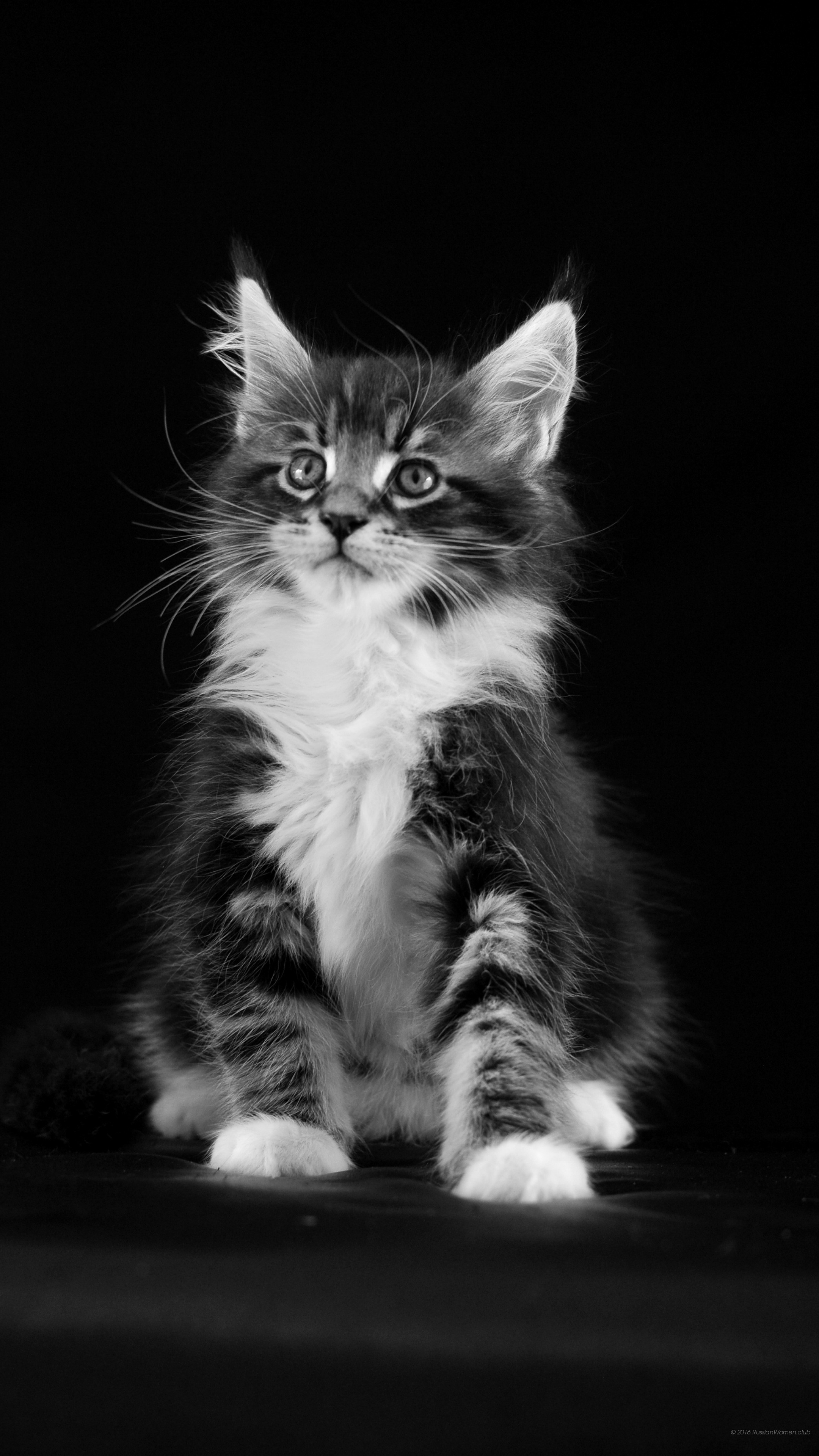 Gattino, Bianco e nero, Sfondo nero, QHD+, wallpaper per smartphone