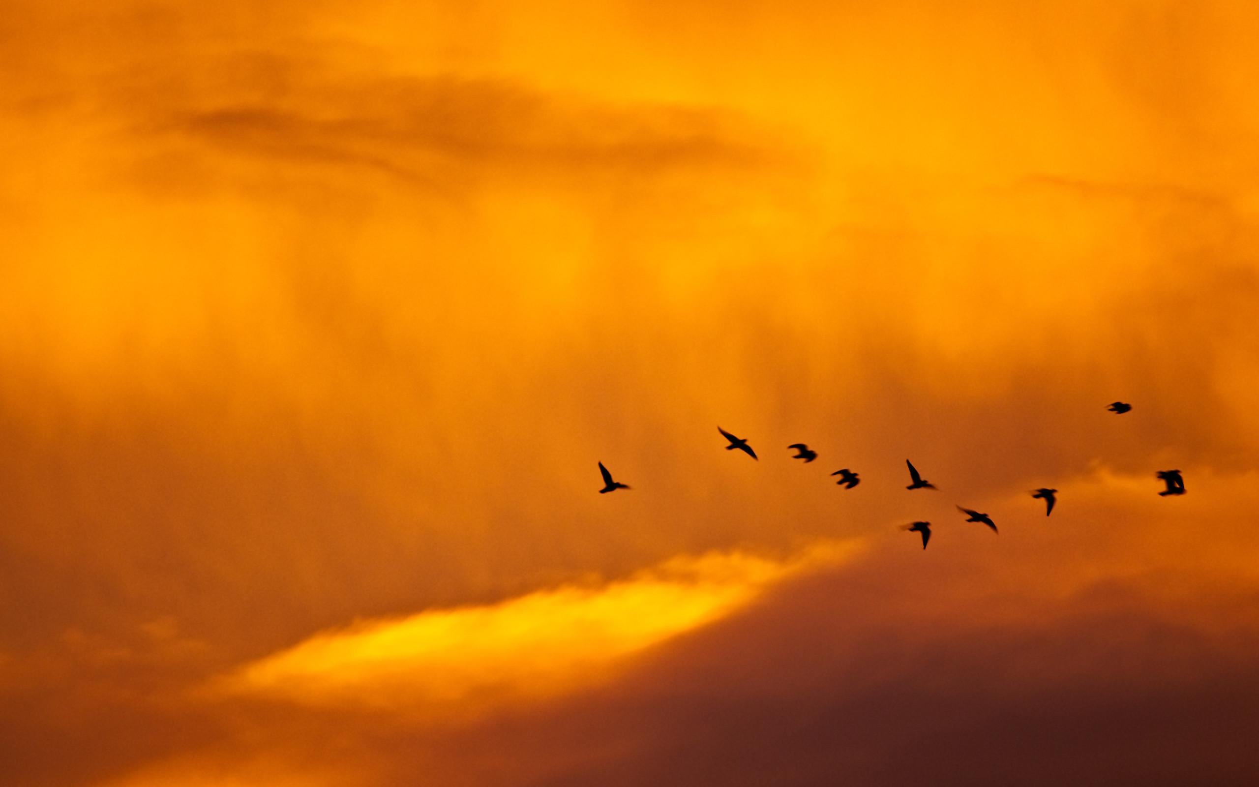 Cielo arancione, Stormo di uccelli, Nuvole, Tramonto, 2K 1600p, sfondo desktop