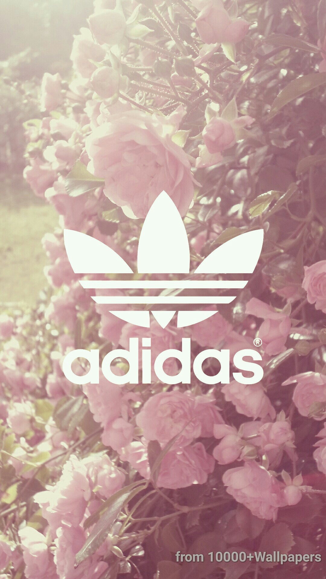 Adidas Originals, Trifoglio, Fiori, Rosa, sfondo per iPhone e Android