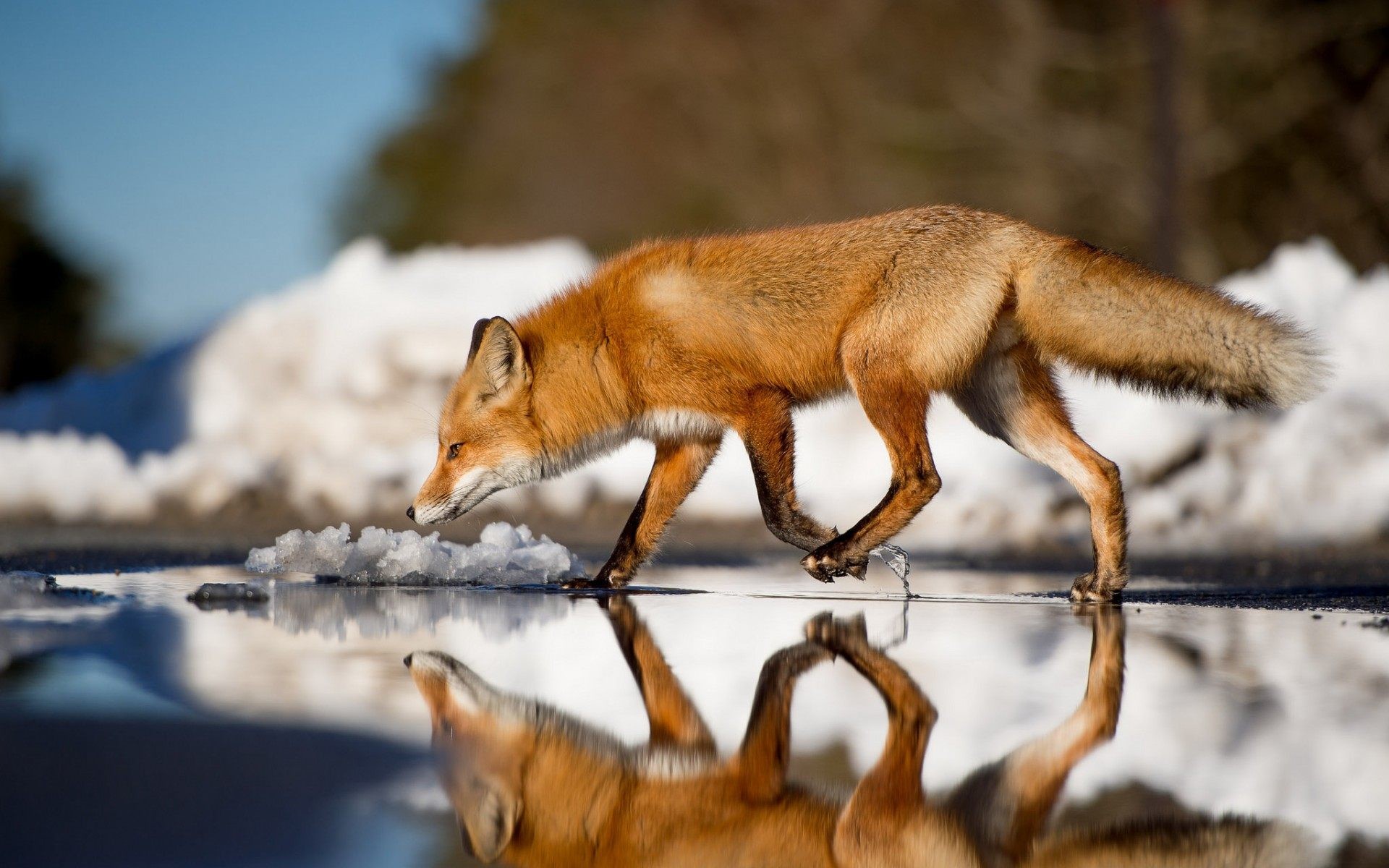 Volpe rossa, Riflesso, Acqua, Neve, 16:10 Full HD, sfondo widescreen