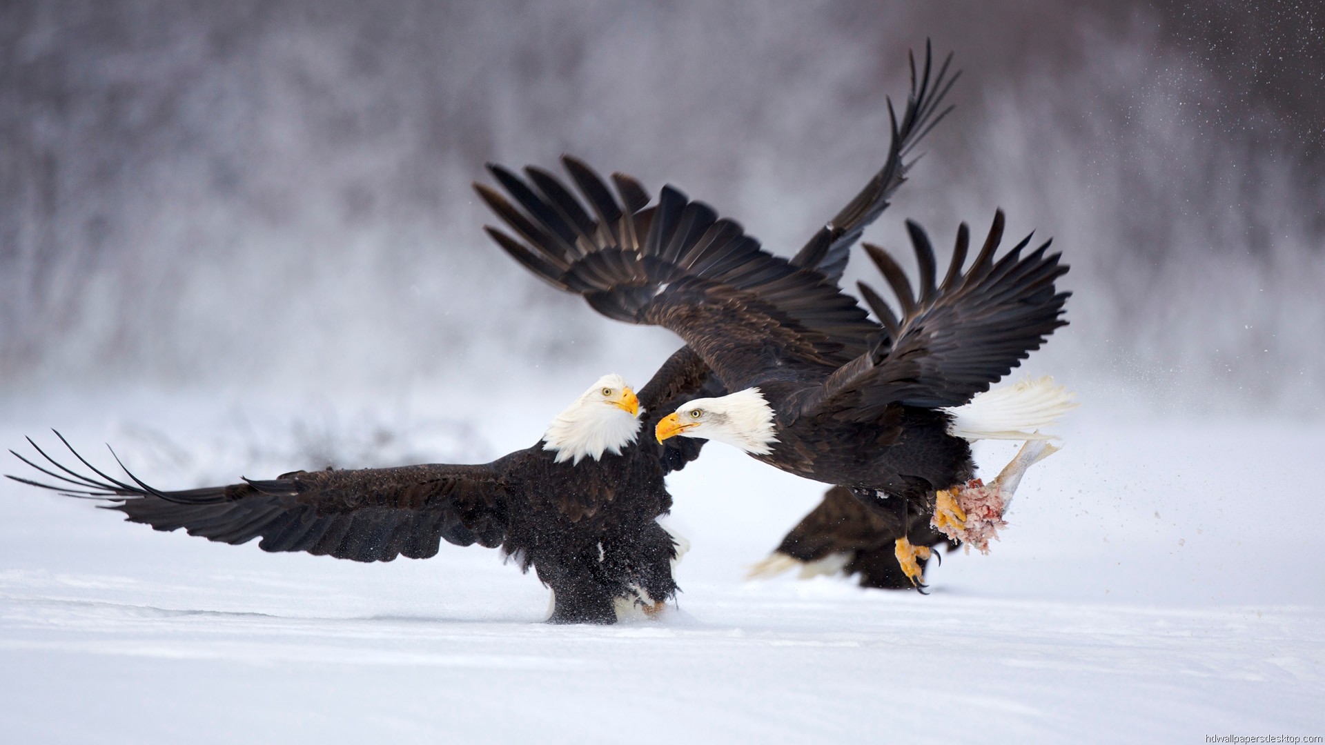 Aquila calva, Lotta, Neve, Ali spiegate, Full HD, sfondo desktop