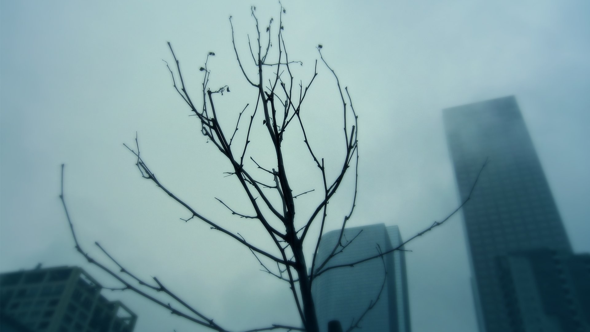 Albero spoglio, Grattacieli, Nebbia, 1920x1080, immagine di sfondo