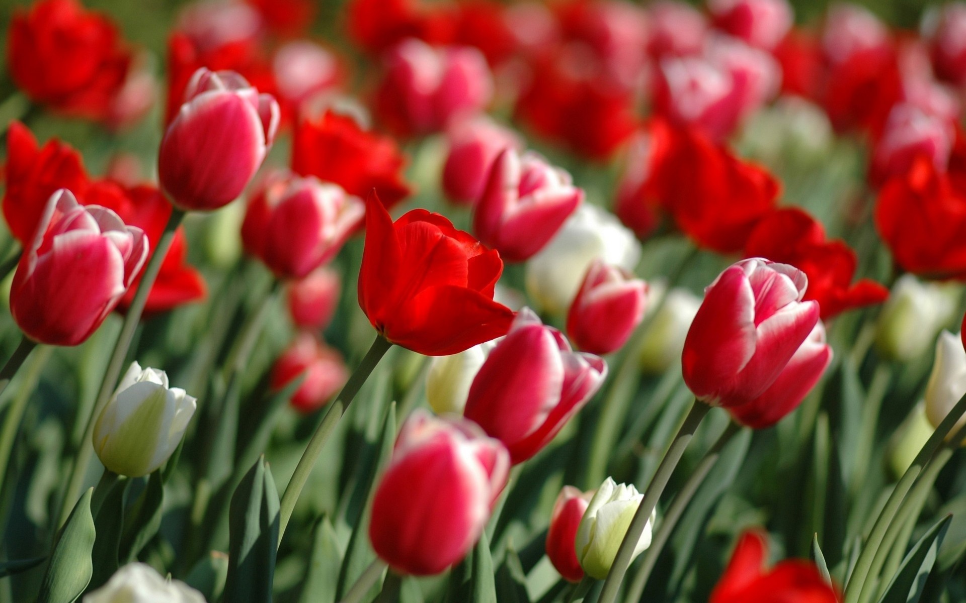 Tulipani rossi, Tulipani bianchi, Fiori, Primavera, 16:10 Full HD, sfondo widescreen