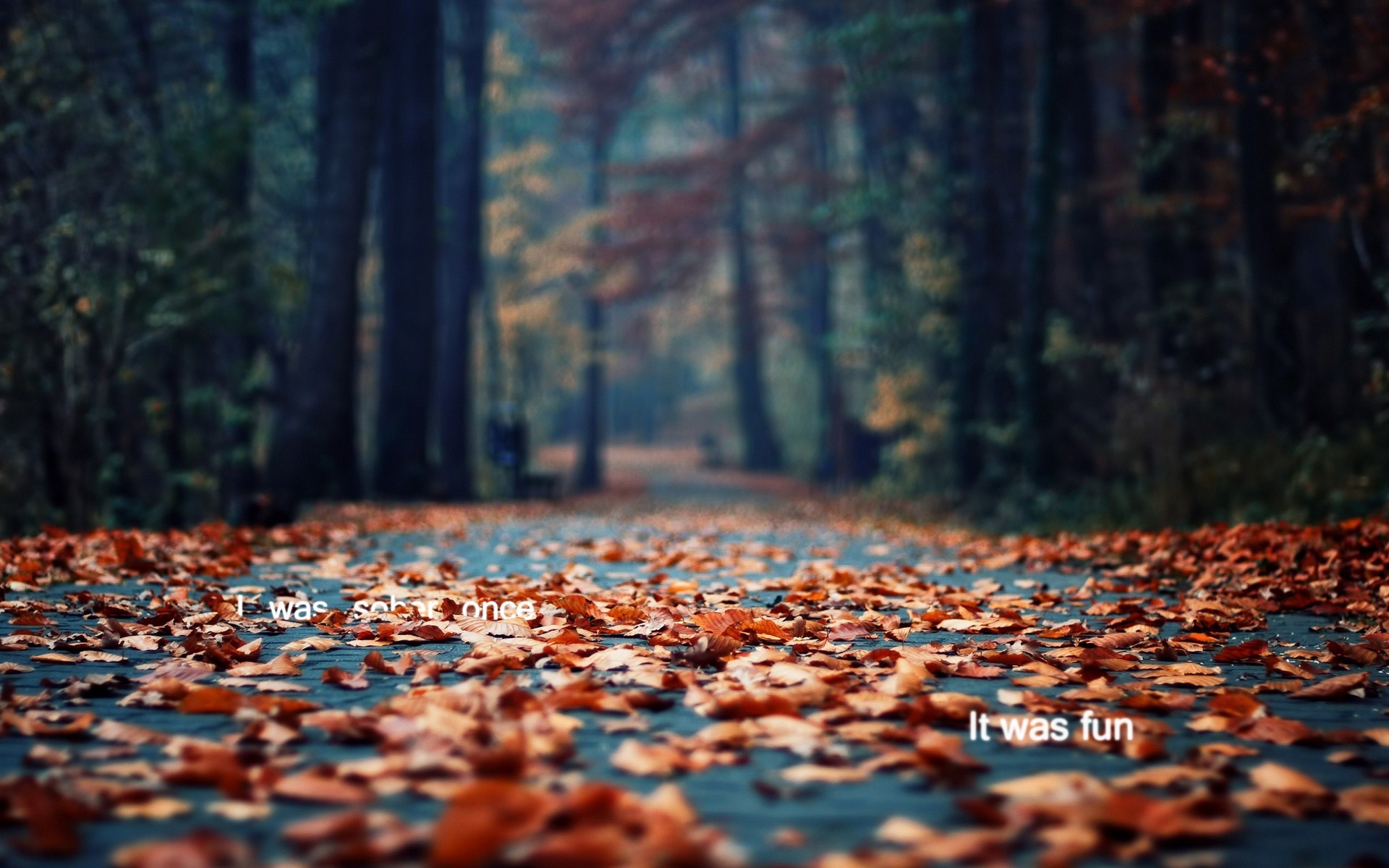Foglie autunnali, Foresta, Sentiero, Autunno, immagine di sfondo Huawei