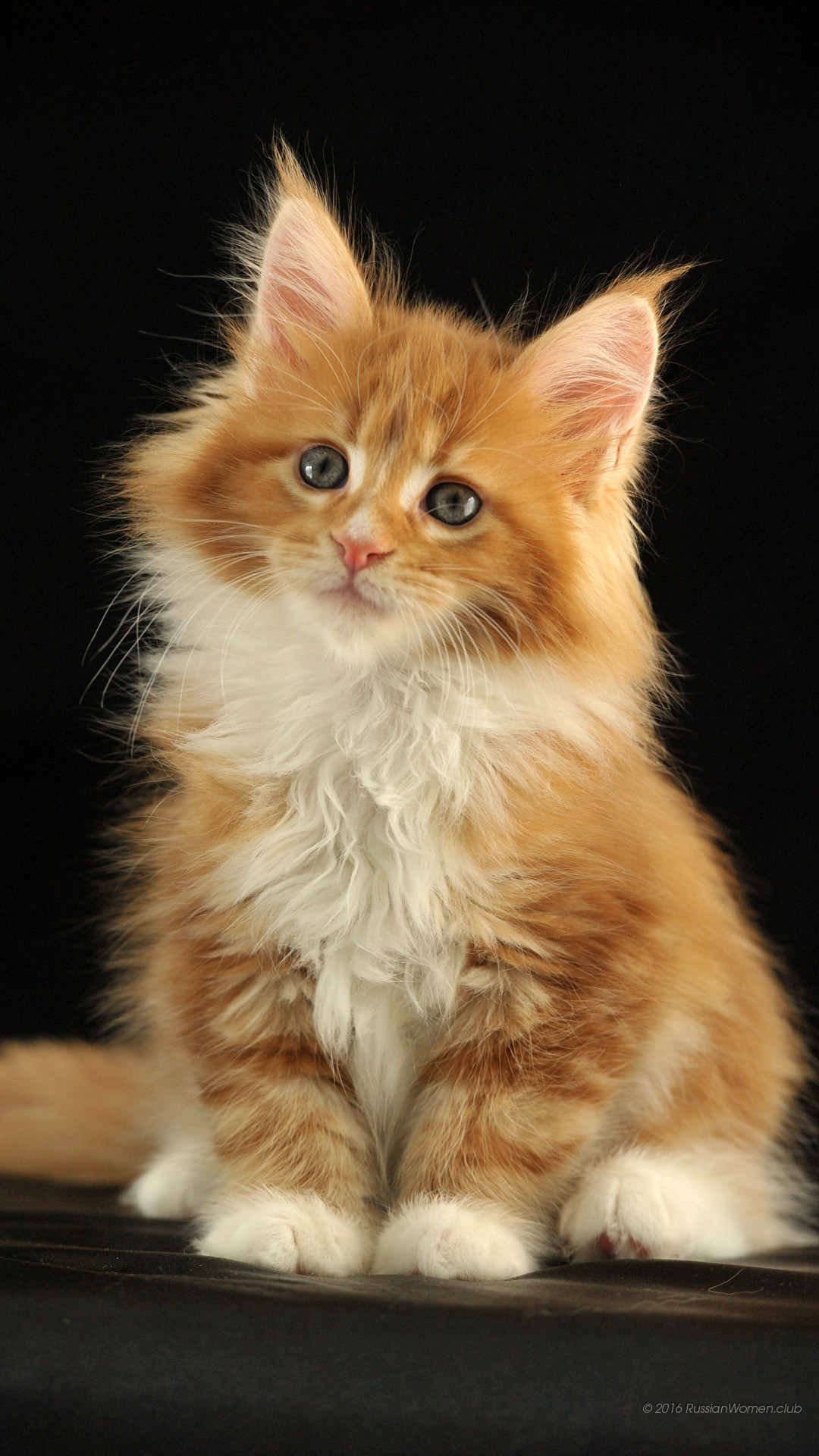 Gattino, Maine Coon, Sfondo nero, schermata di blocco del cellulare