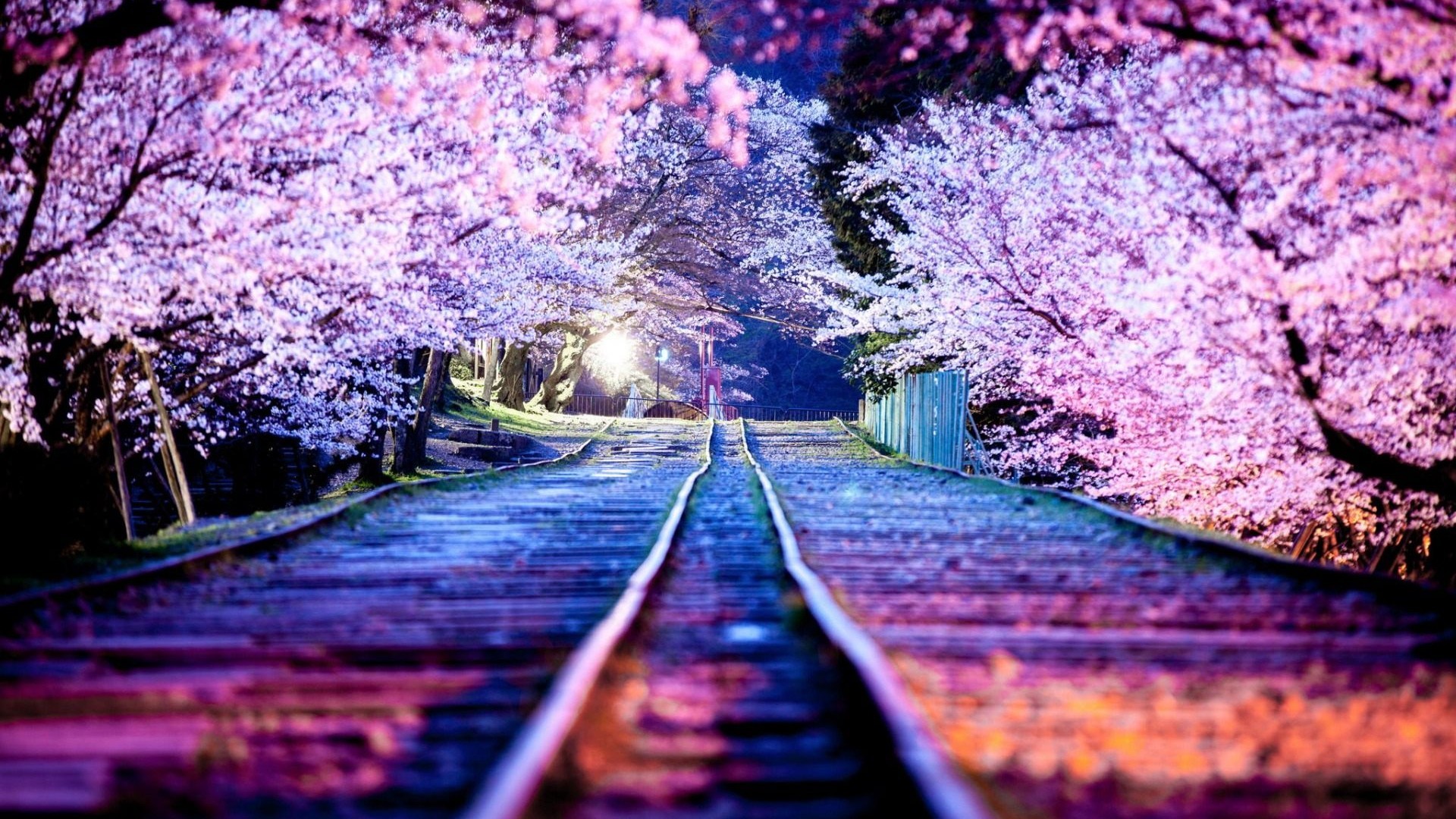 Ciliegi in fiore, Binari, Tunnel di ciliegi, Giappone, 1920x1080, immagine di sfondo