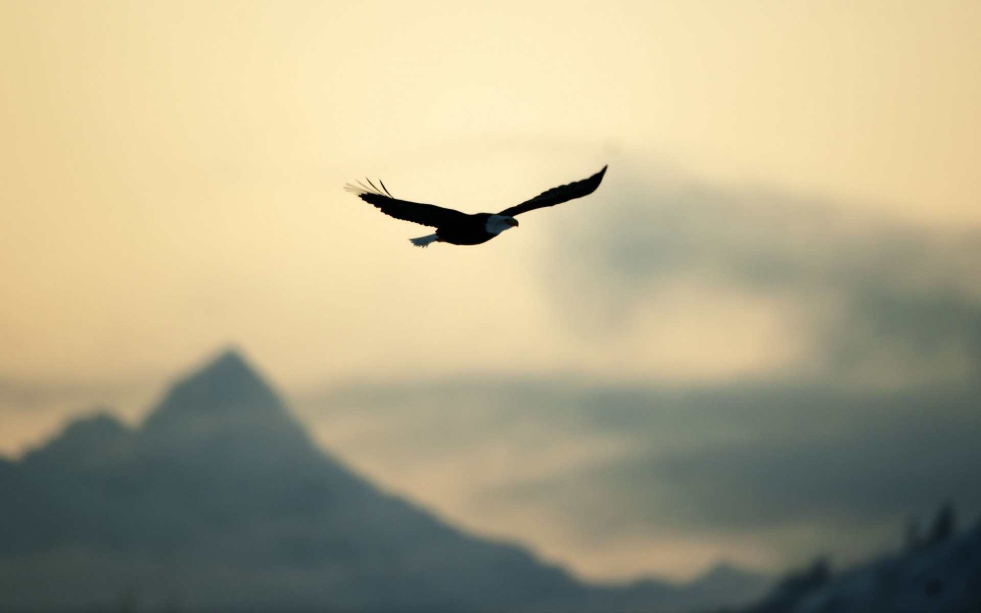 Aquila, Volo, Montagne, Nebbia, Libertà, Full HD, sfondo desktop