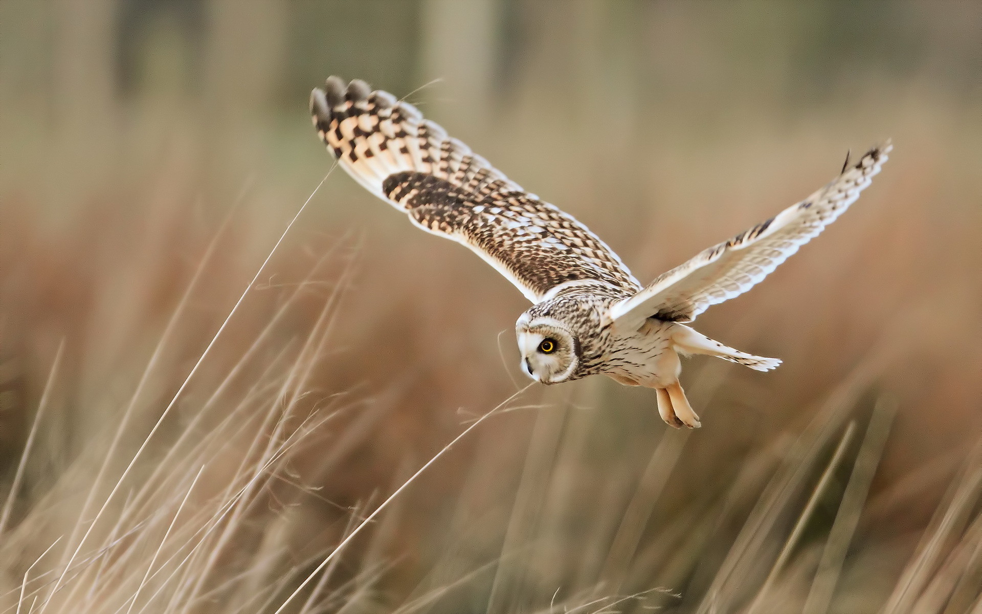 Gufo di palude, Volo, Erba alta, 1920x1200, wallpaper desktop