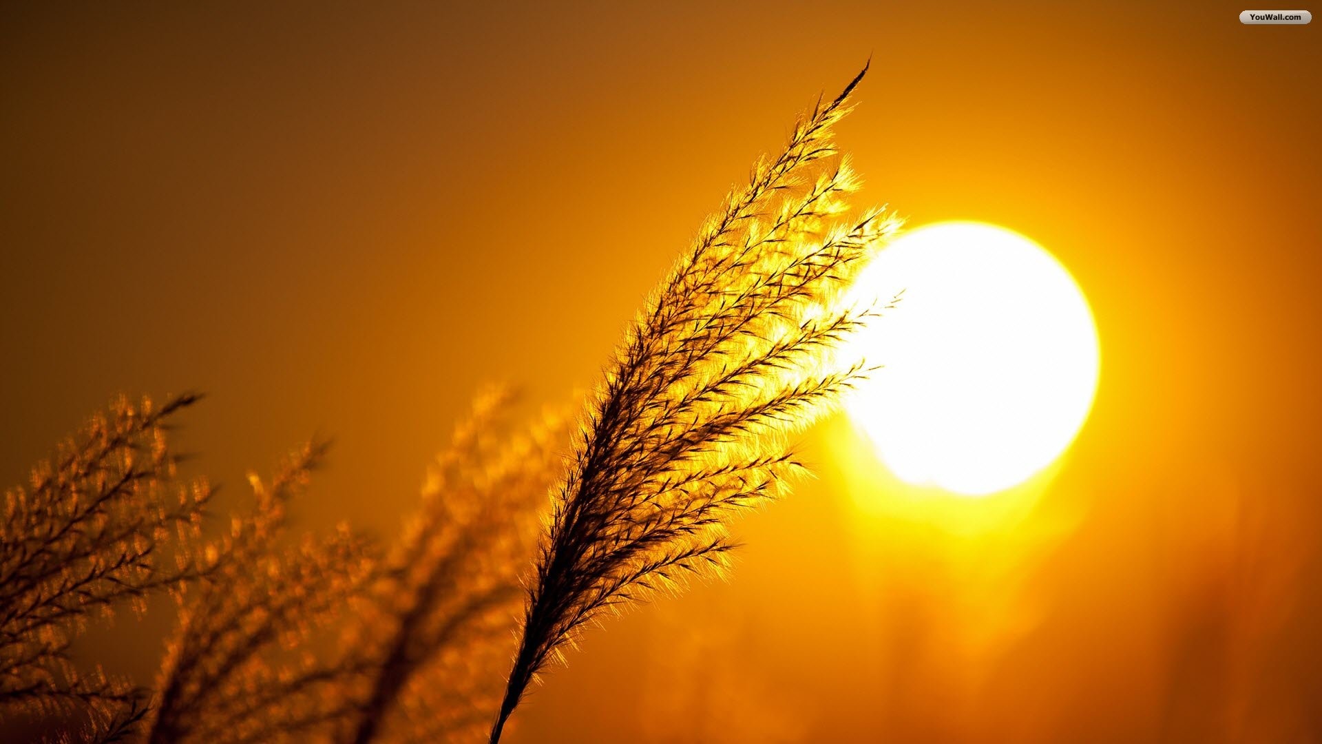Spiga d'erba, Sole, Controluce, Tramonto, Giallo, 16:9 Full HD, sfondo widescreen