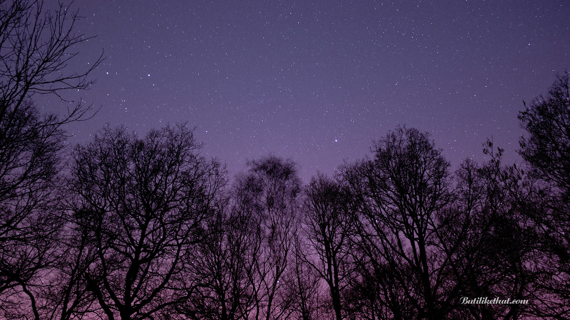 Cielo stellato, Alberi spogli, Silhouette, Viola, Crepuscolo, 16:9 Full HD, sfondo widescreen